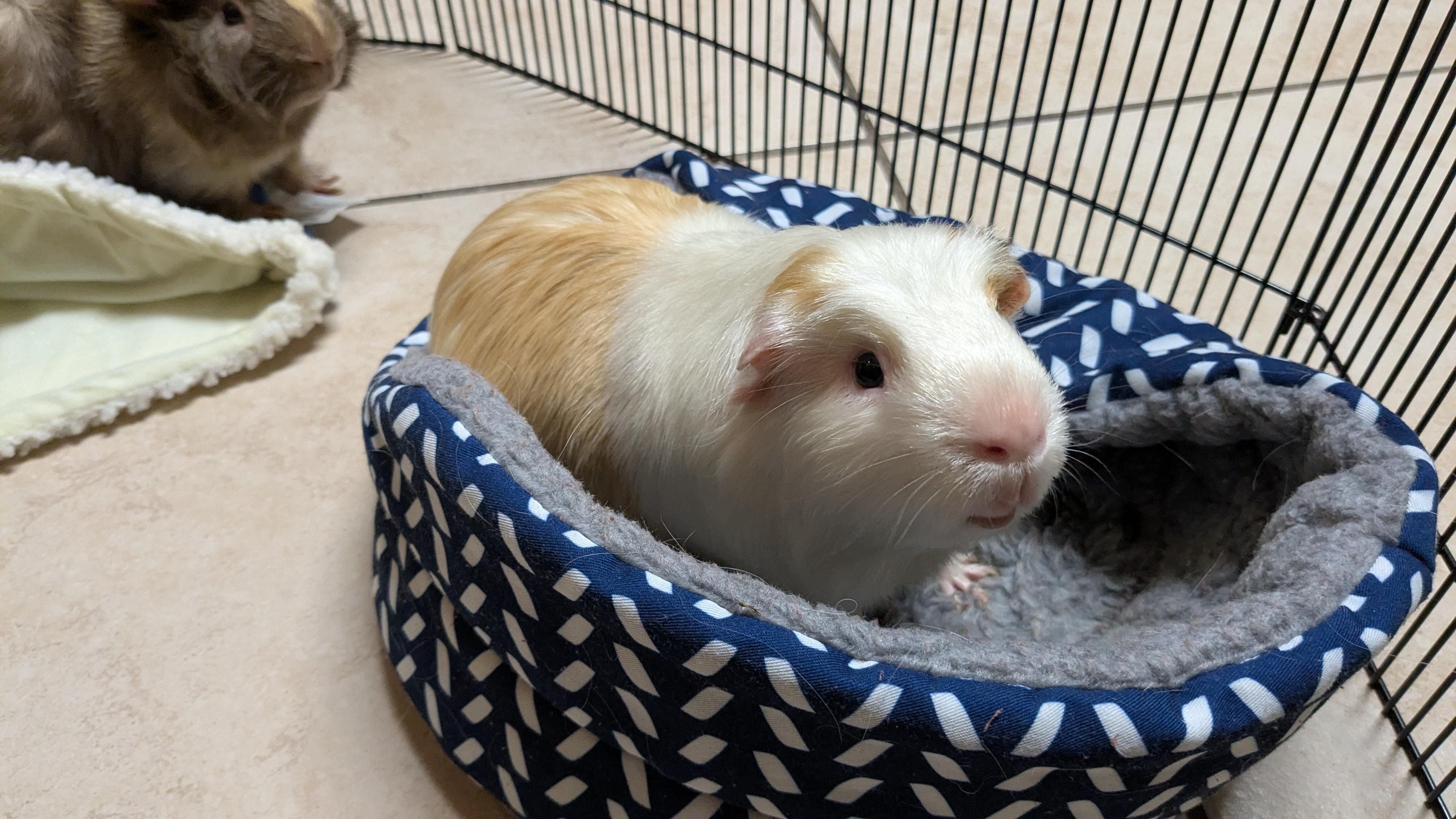 Enlarge Samuel & Tubby, a Adoptable Guinea Pig in Austin, TX image 3/5
