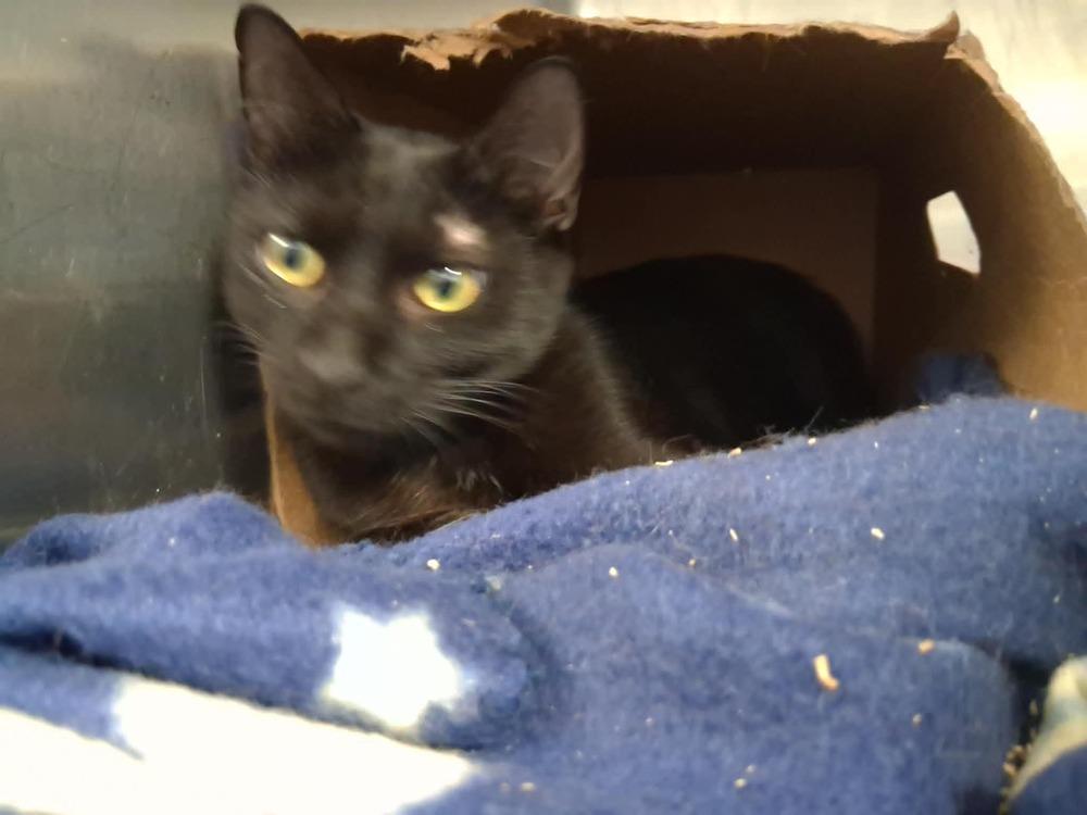 Popsicle (26-070 C), Adoptable, Adult Female Domestic Short Hair.