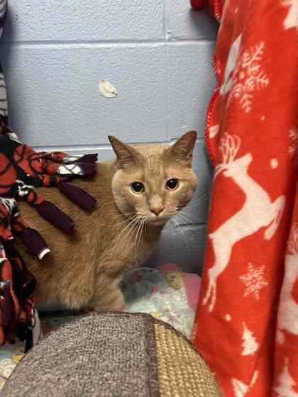 Enlarge Candor, a Adoptable mixed breed in Munster, IN image 1/1