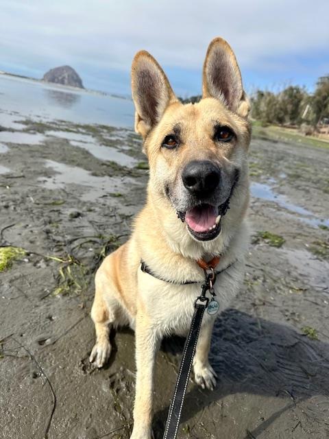 TARZAN, Adoptable, Adult Male German Shepherd Dog.