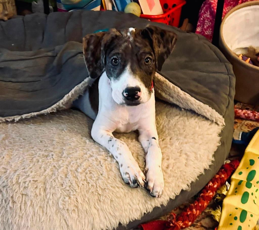 Zip, a Adoptable mixed breed in Fond Du Lac, WI image 1/5