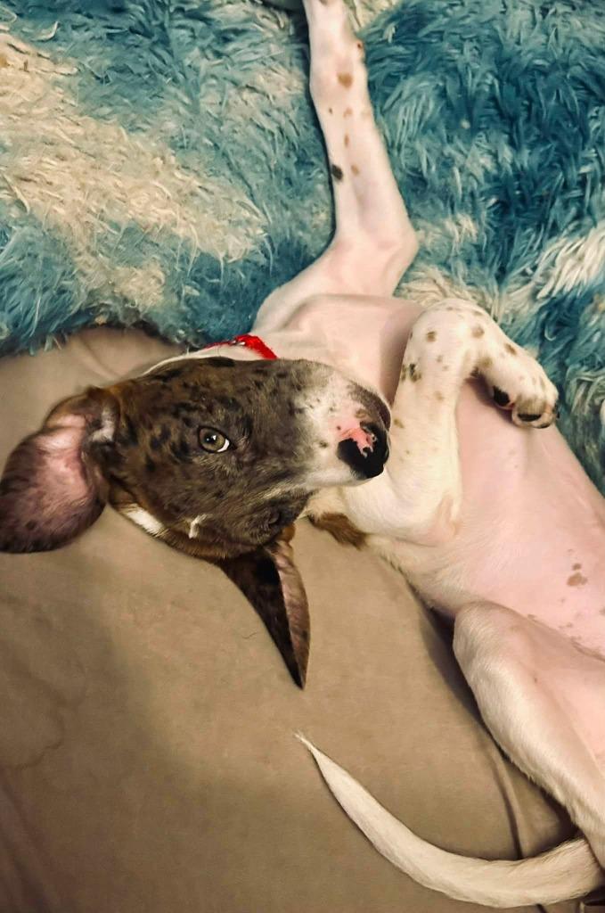 Zip, a Adoptable mixed breed in Fond Du Lac, WI image 2/5