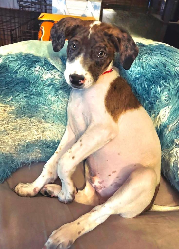 Zip, a Adoptable mixed breed in Fond Du Lac, WI image 3/5