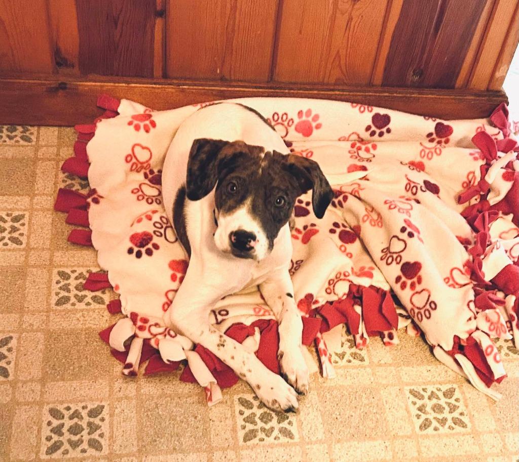 Zip, a Adoptable mixed breed in Fond Du Lac, WI image 4/5