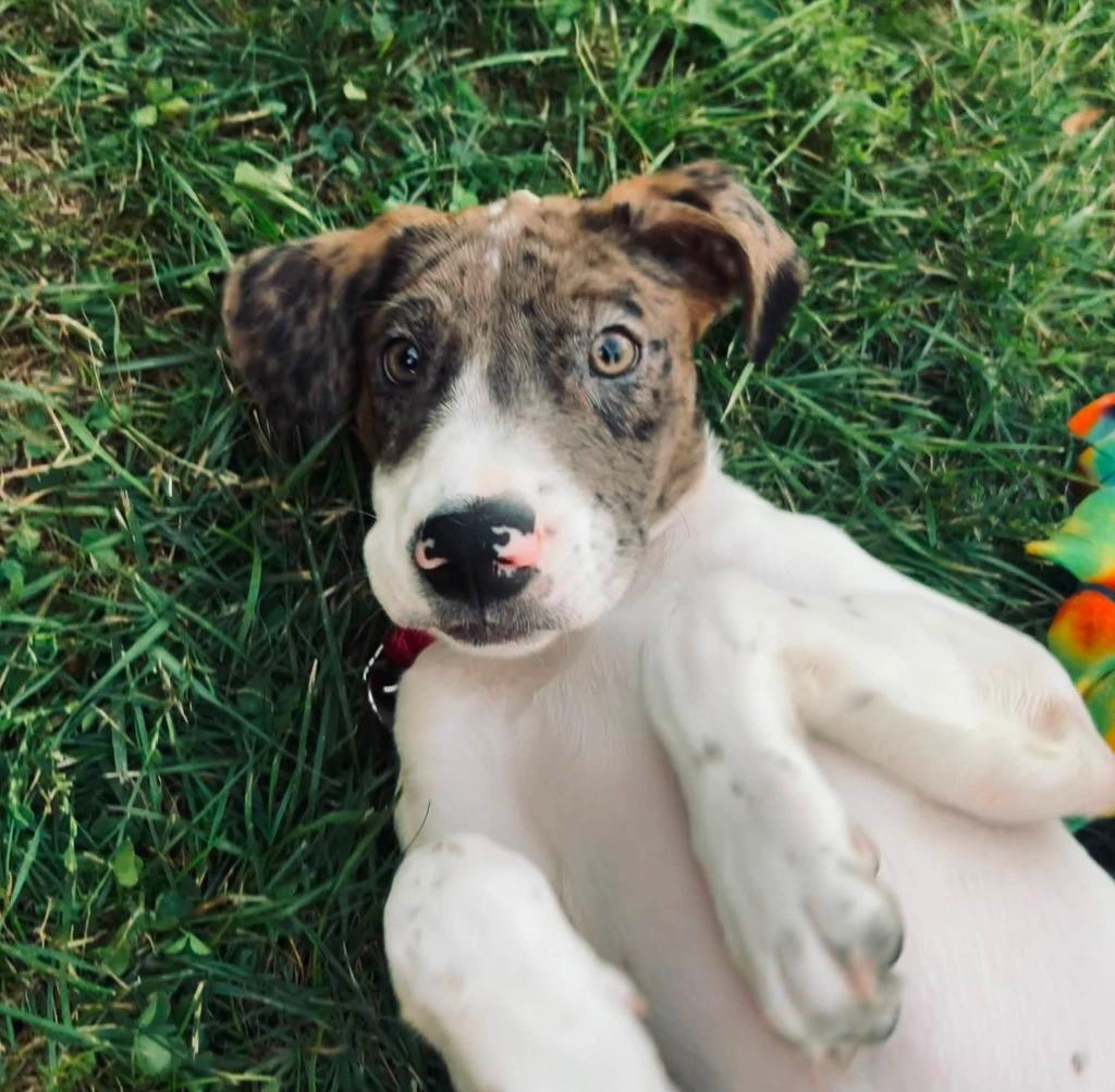 Zip, a Adoptable mixed breed in Fond Du Lac, WI image 5/5