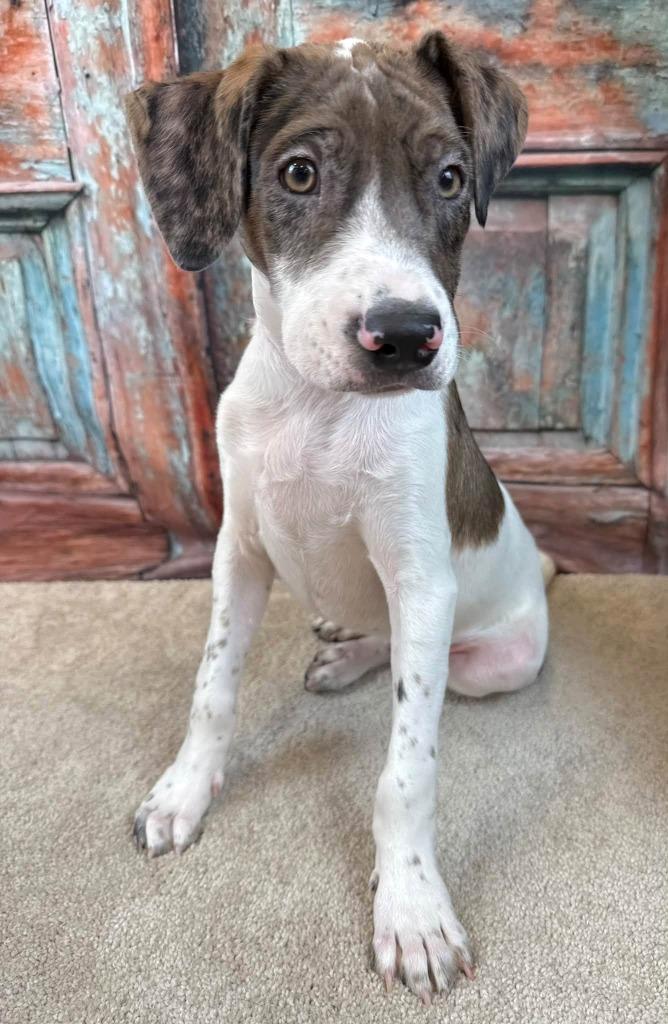 Enlarge Zip, a Adoptable mixed breed in Fond Du Lac, WI image 4/5