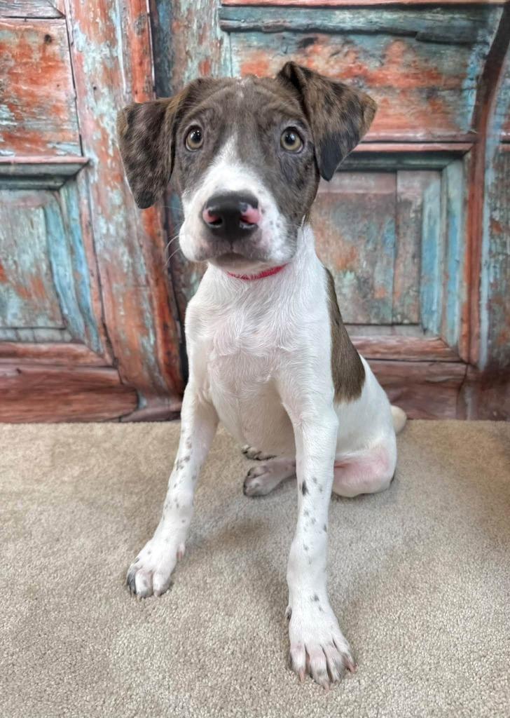 Enlarge Zip, a Adoptable mixed breed in Fond Du Lac, WI image 5/5