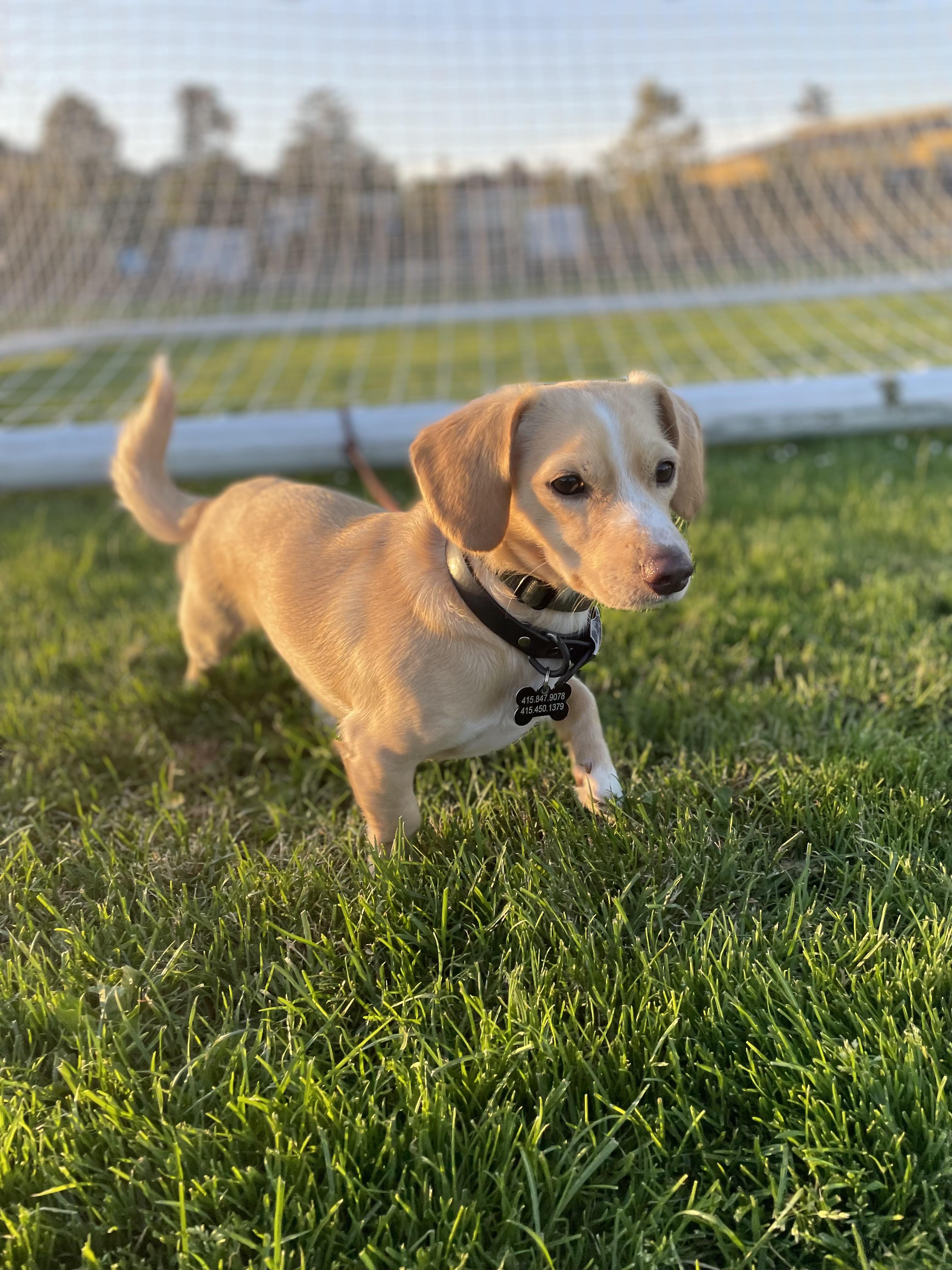 Enlarge Harrison, an adopted mixed breed in Petaluma, CA image 2/4
