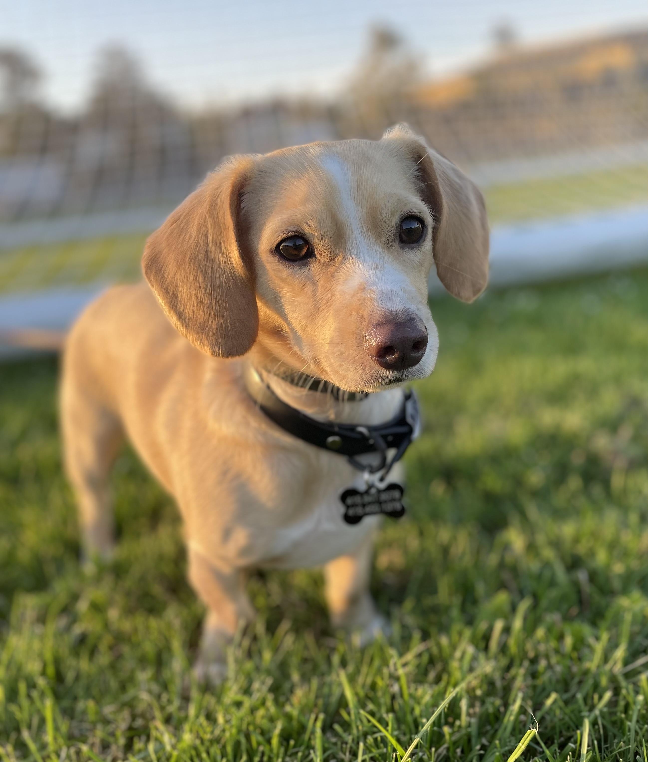 Enlarge Harrison, an adopted mixed breed in Petaluma, CA image 1/4