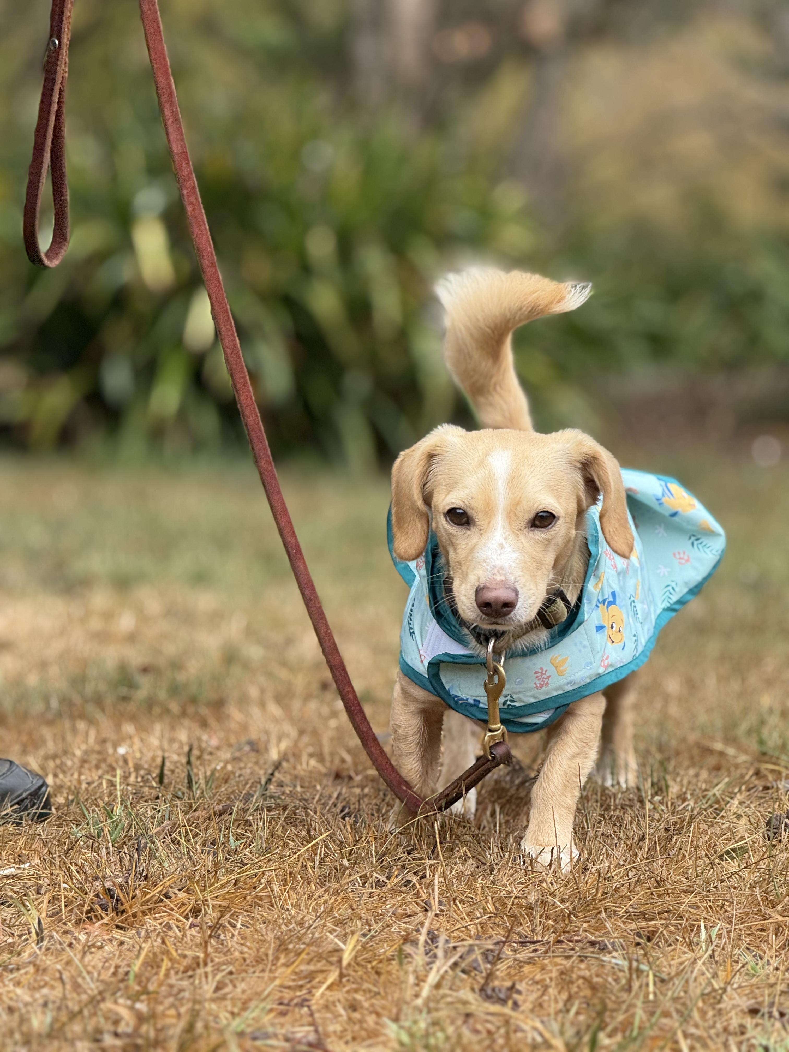 Enlarge Harrison, an adopted mixed breed in Petaluma, CA image 3/4