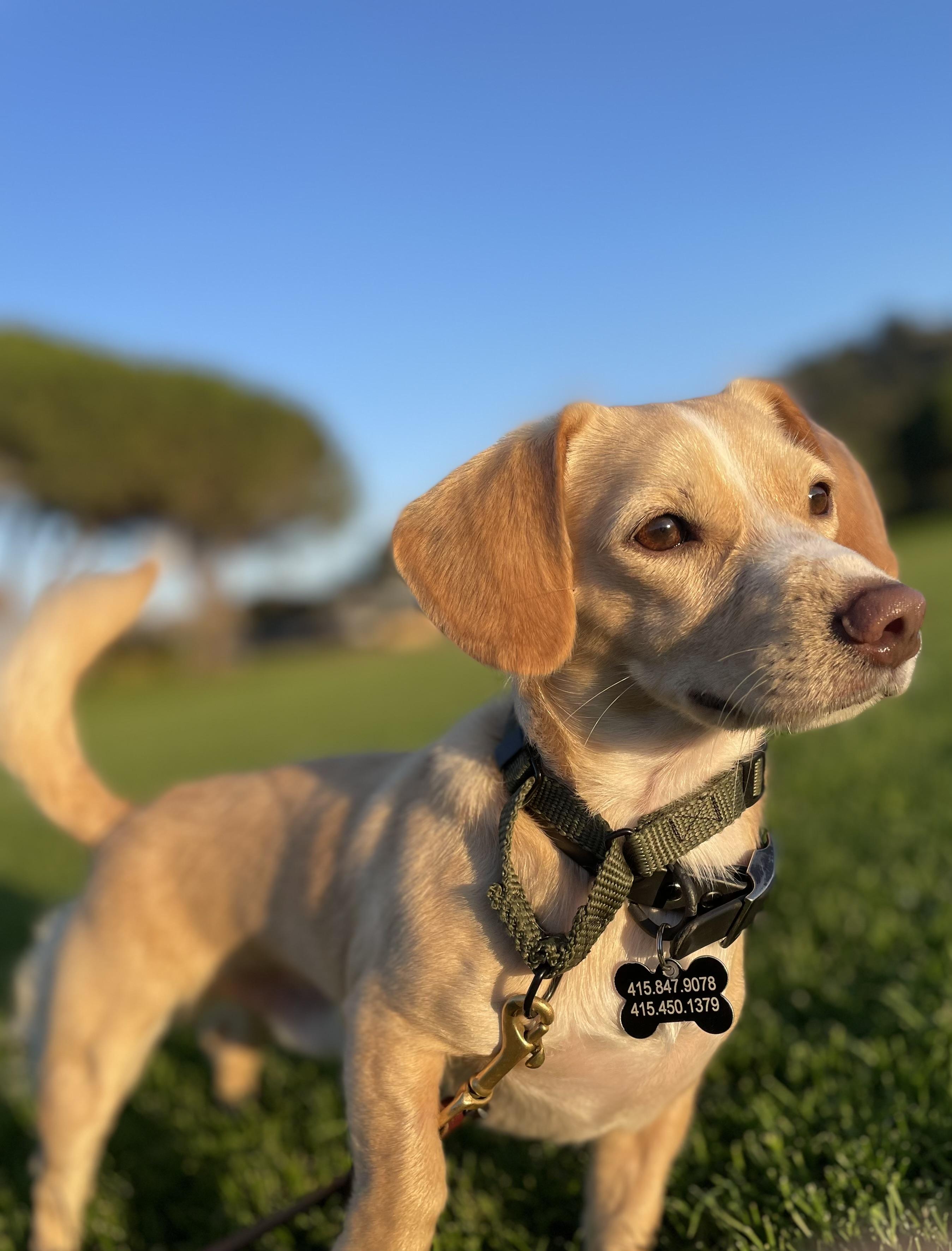 Enlarge Harrison, an adopted mixed breed in Petaluma, CA image 4/4