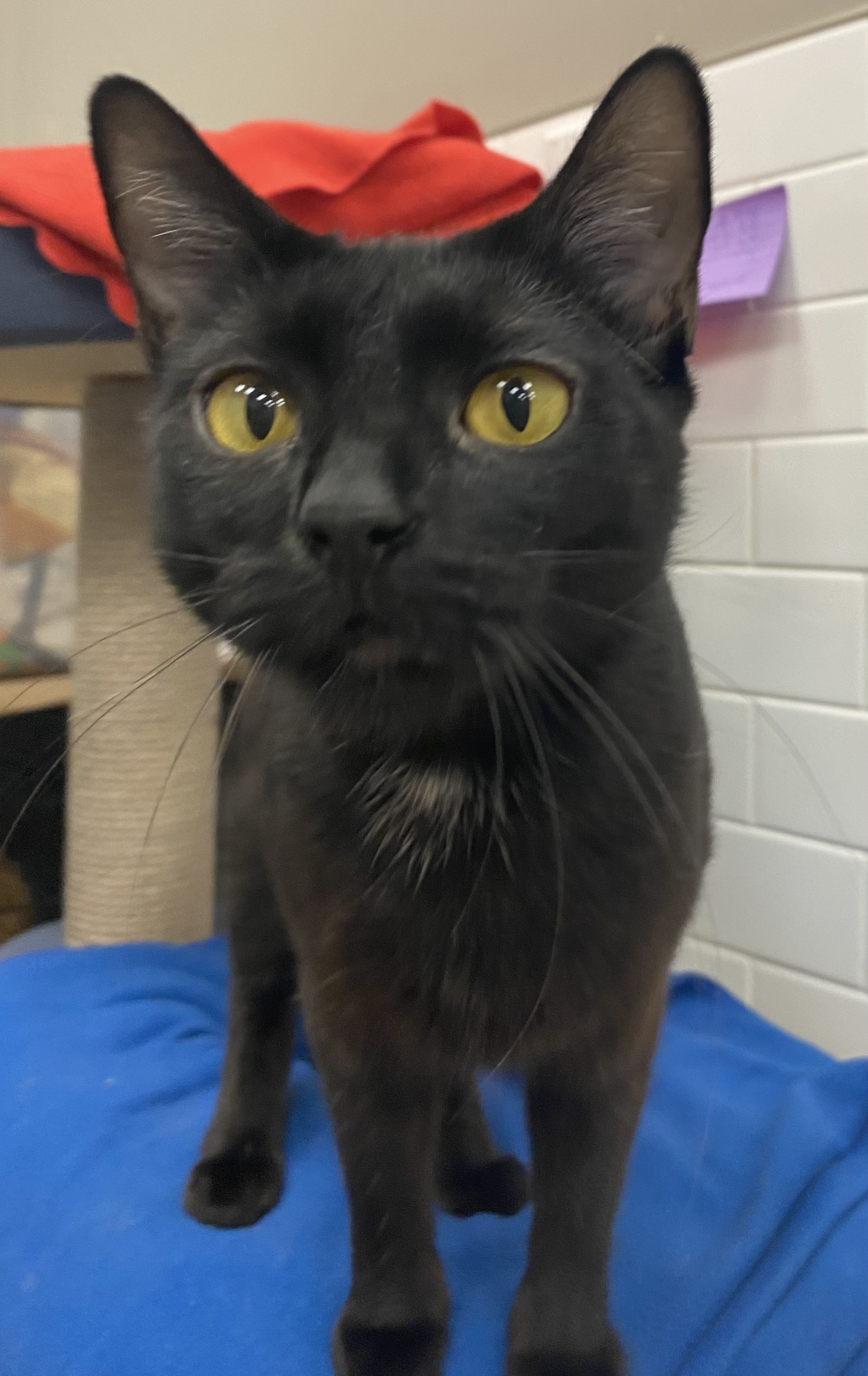 Velvet, a Adoptable Domestic Short Hair in BURNABY, BC image 2/2