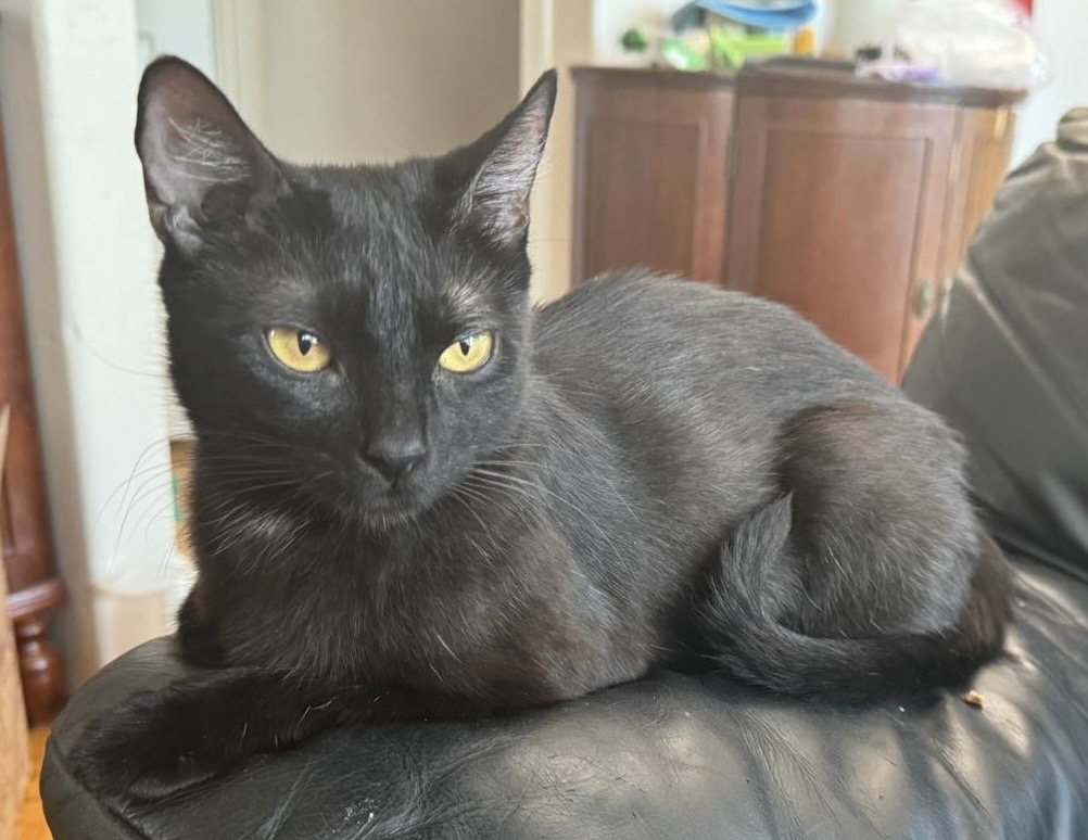 Velvet, Adoptable, Adult Female Domestic Short Hair.