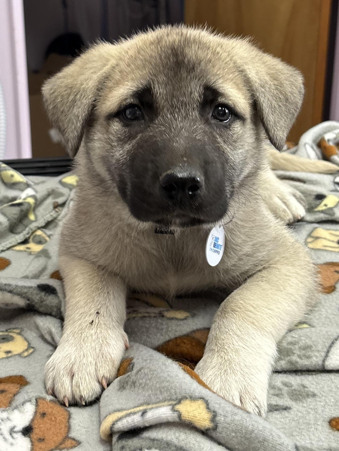 Bonita, Adopted, Young Female Anatolian Shepherd & Akita.