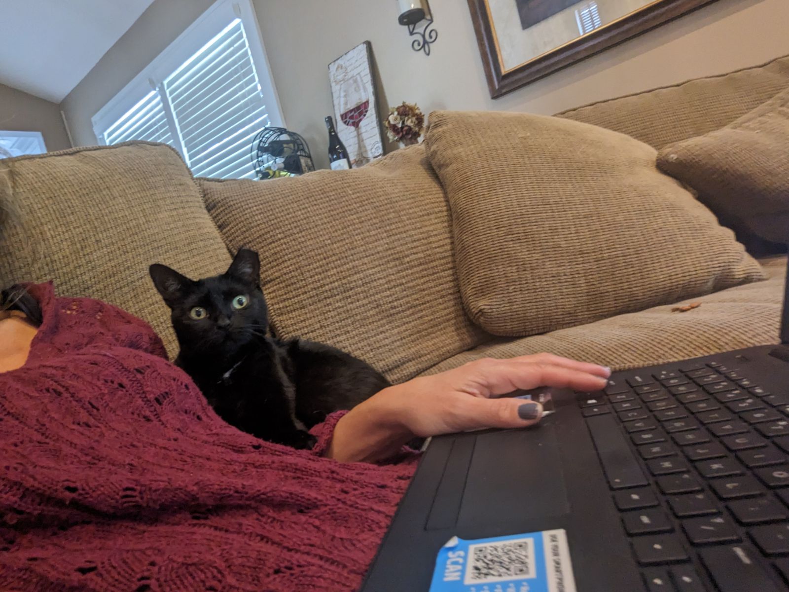 Enlarge Sabrina, a Adopted American Shorthair in Melville, NY image 3/6