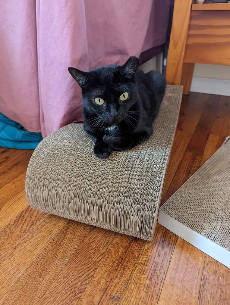 Enlarge Sabrina, a Adopted American Shorthair in Melville, NY image 4/6