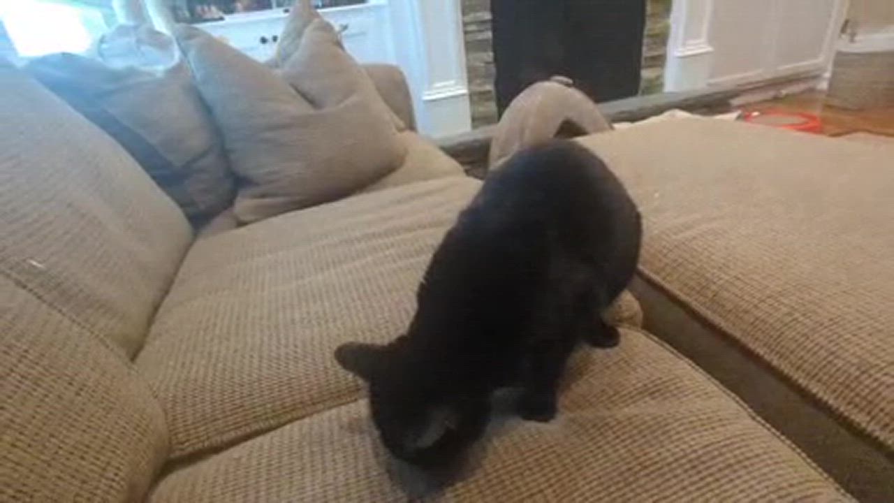 Enlarge Sabrina, a Adopted American Shorthair in Melville, NY video 5/6