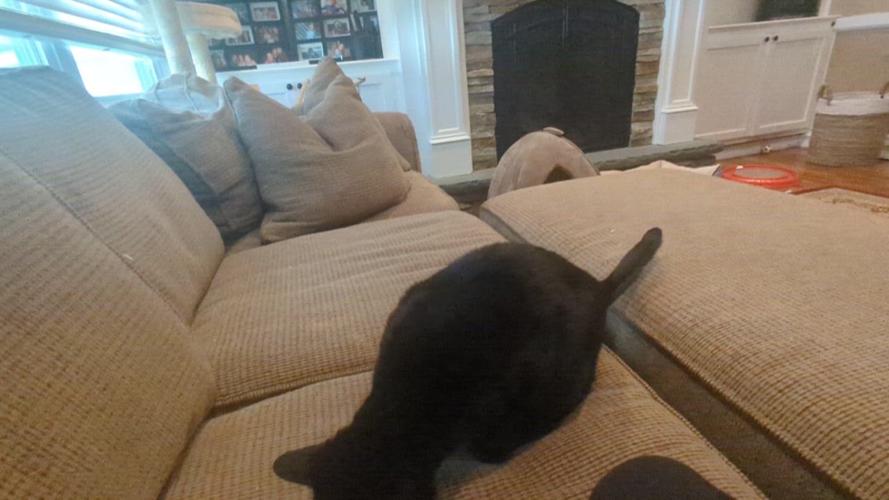 Enlarge Sabrina, a Adopted American Shorthair in Melville, NY video 6/6