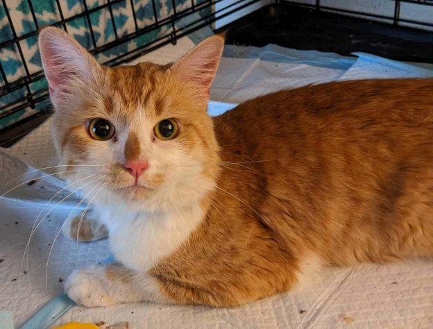 Enlarge Absolem, a ADOPTABLE Domestic Short Hair in Anchorage, AK image 1/1