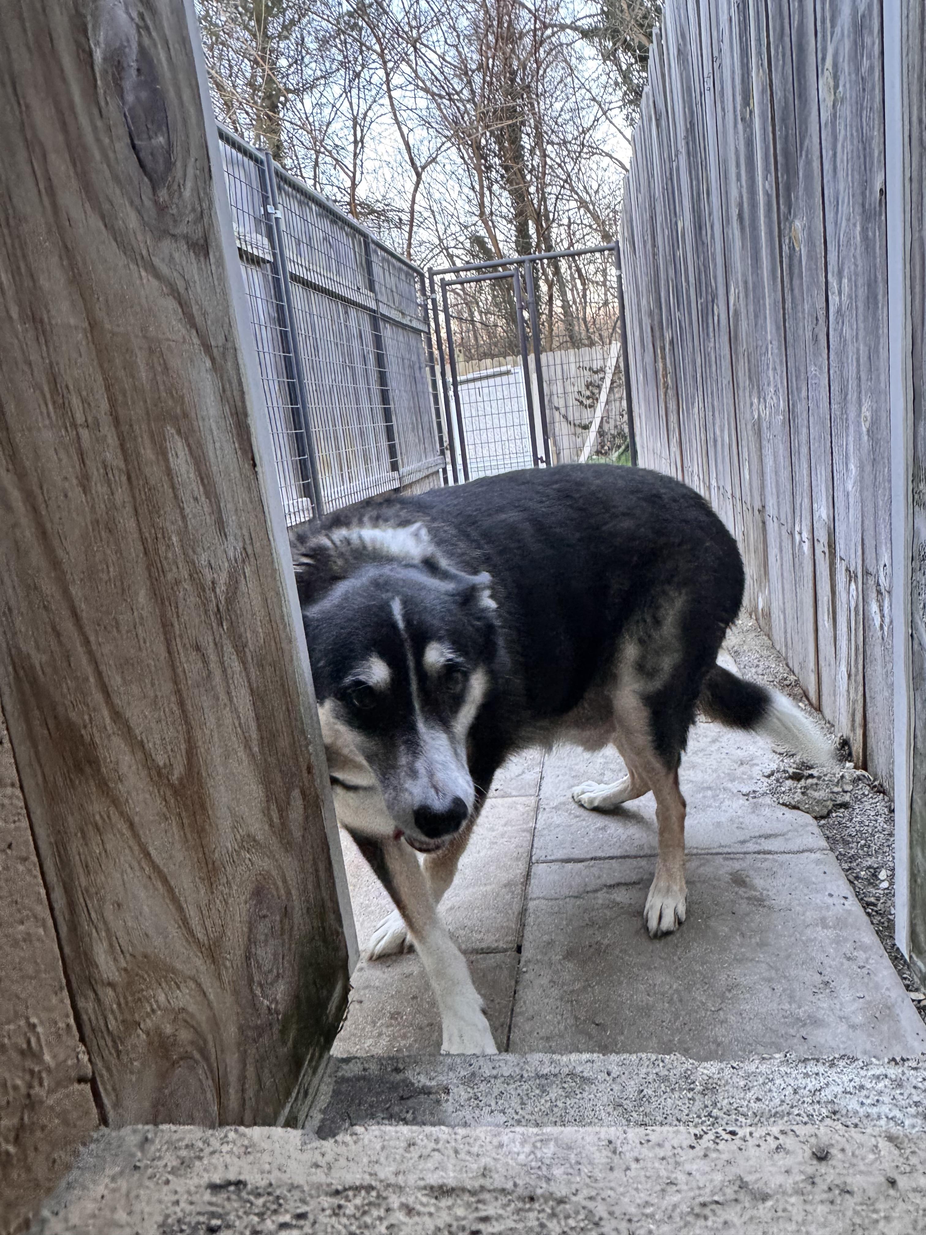 Talbee, an adopted mixed breed in Cincinnati, OH image 5/6