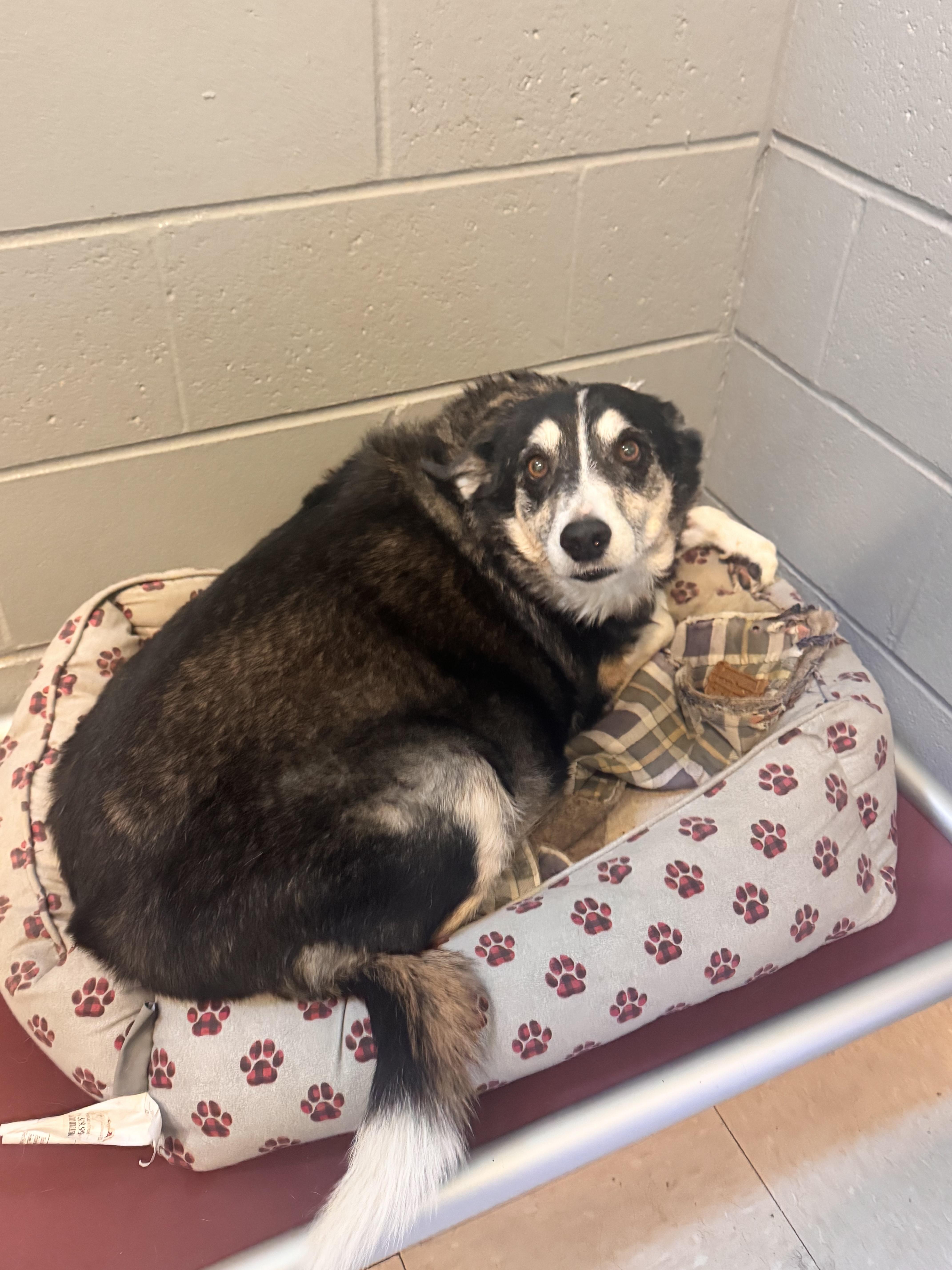 Talbee, an adopted mixed breed in Cincinnati, OH image 4/6