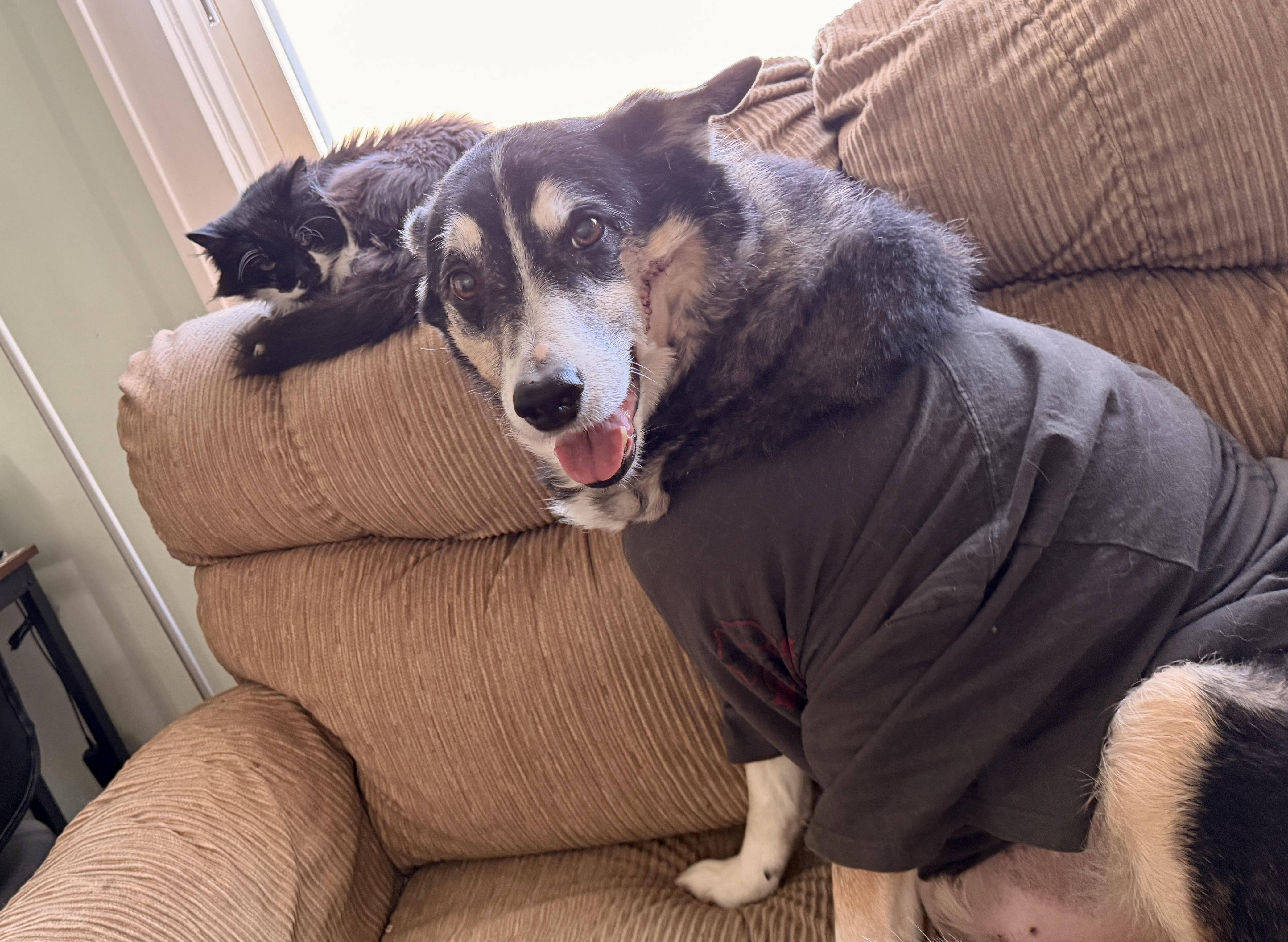 Talbee, an adopted mixed breed in Cincinnati, OH image 6/6