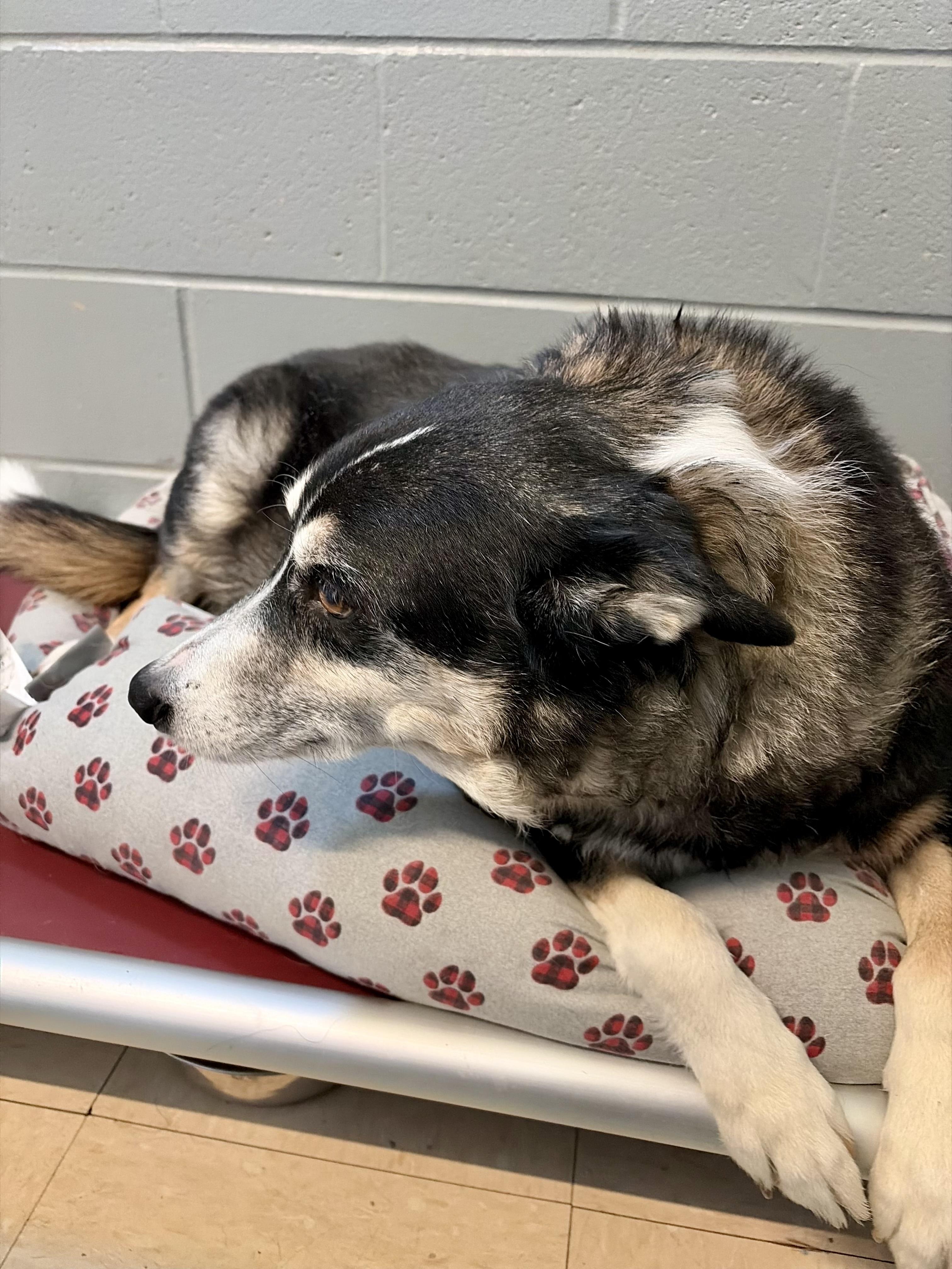 Talbee, adopted, Adult Male Australian Shepherd.