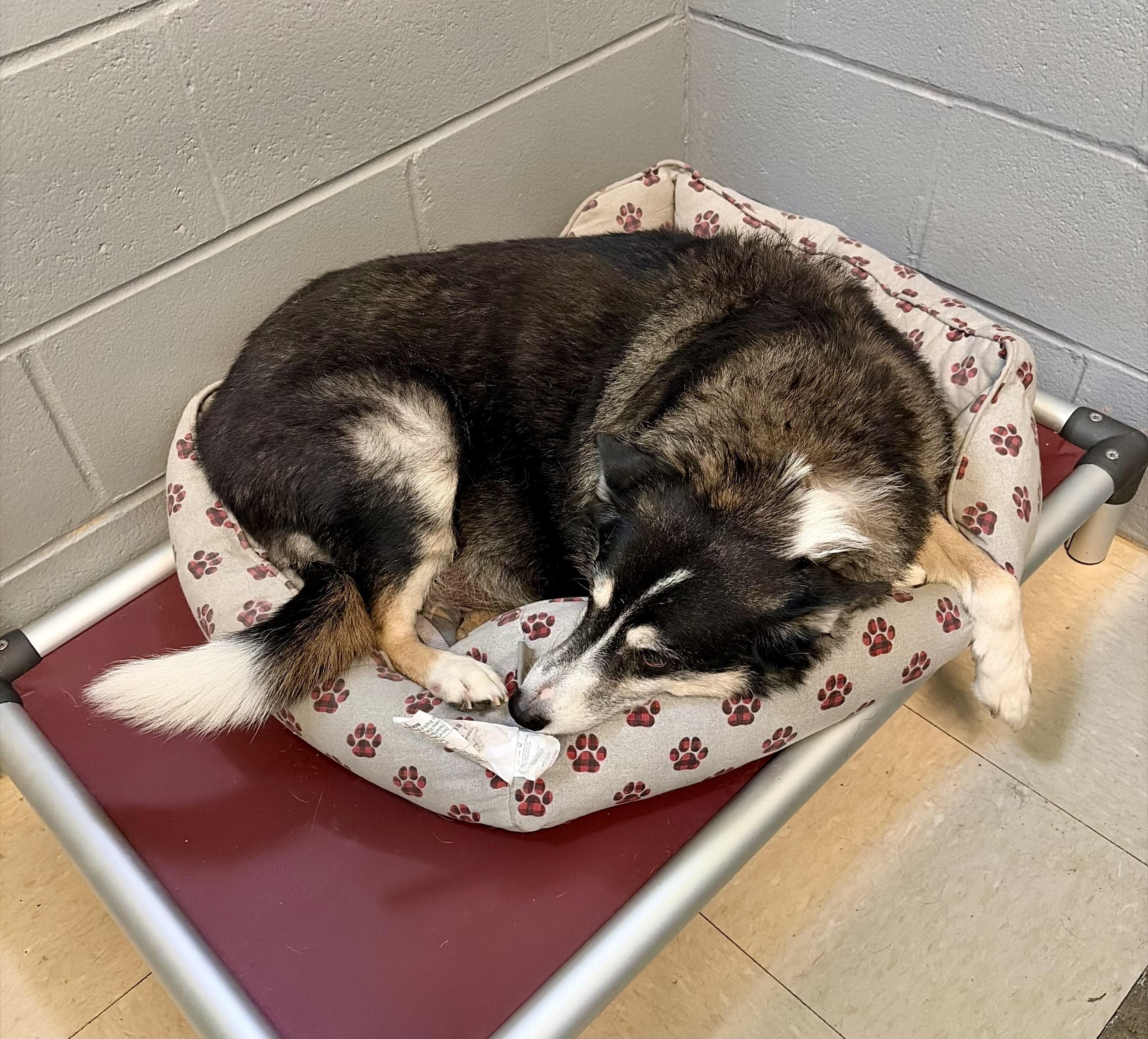 Talbee, an adopted mixed breed in Cincinnati, OH image 3/6