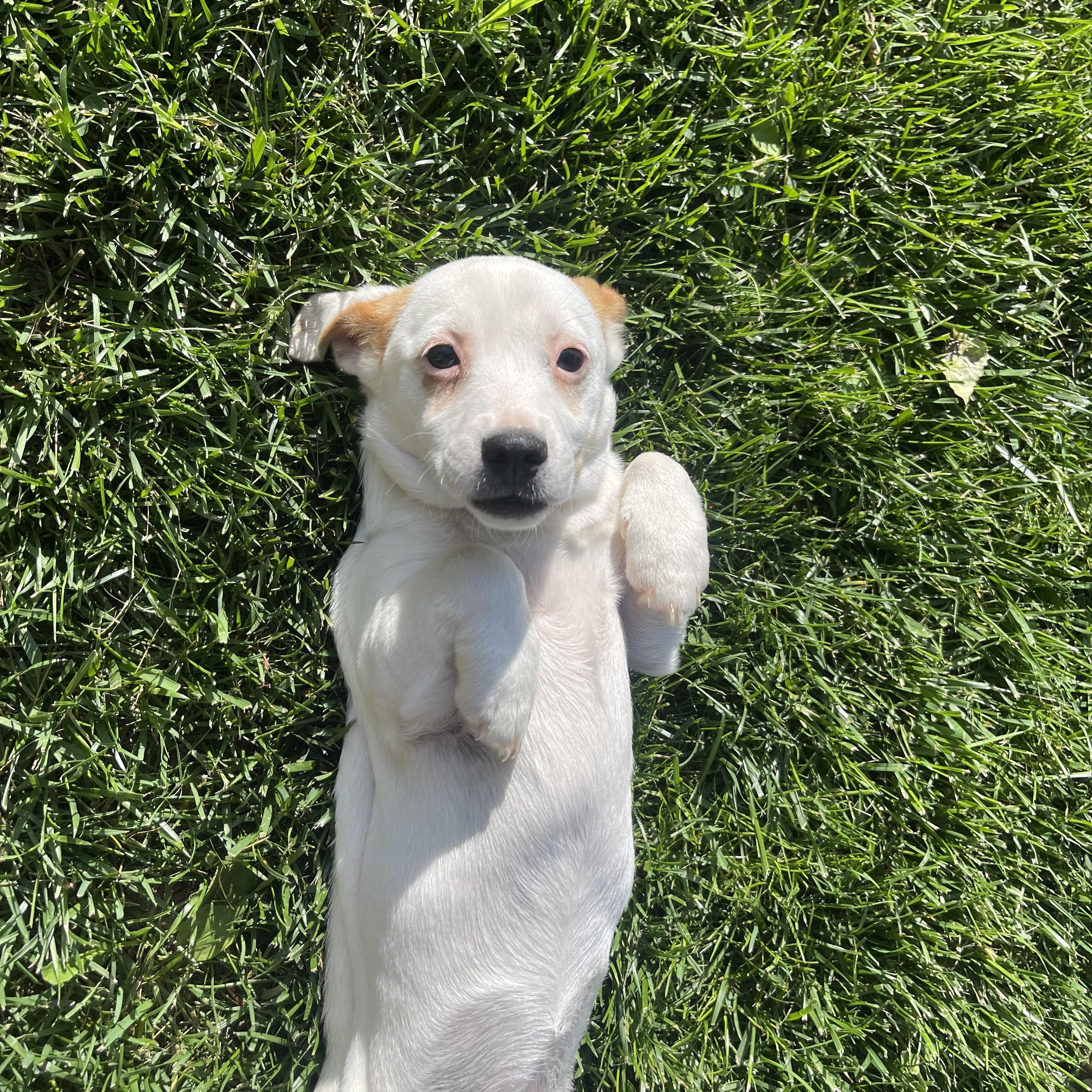 Enlarge River, a Adoptable mixed breed in Winter, WI image 1/1