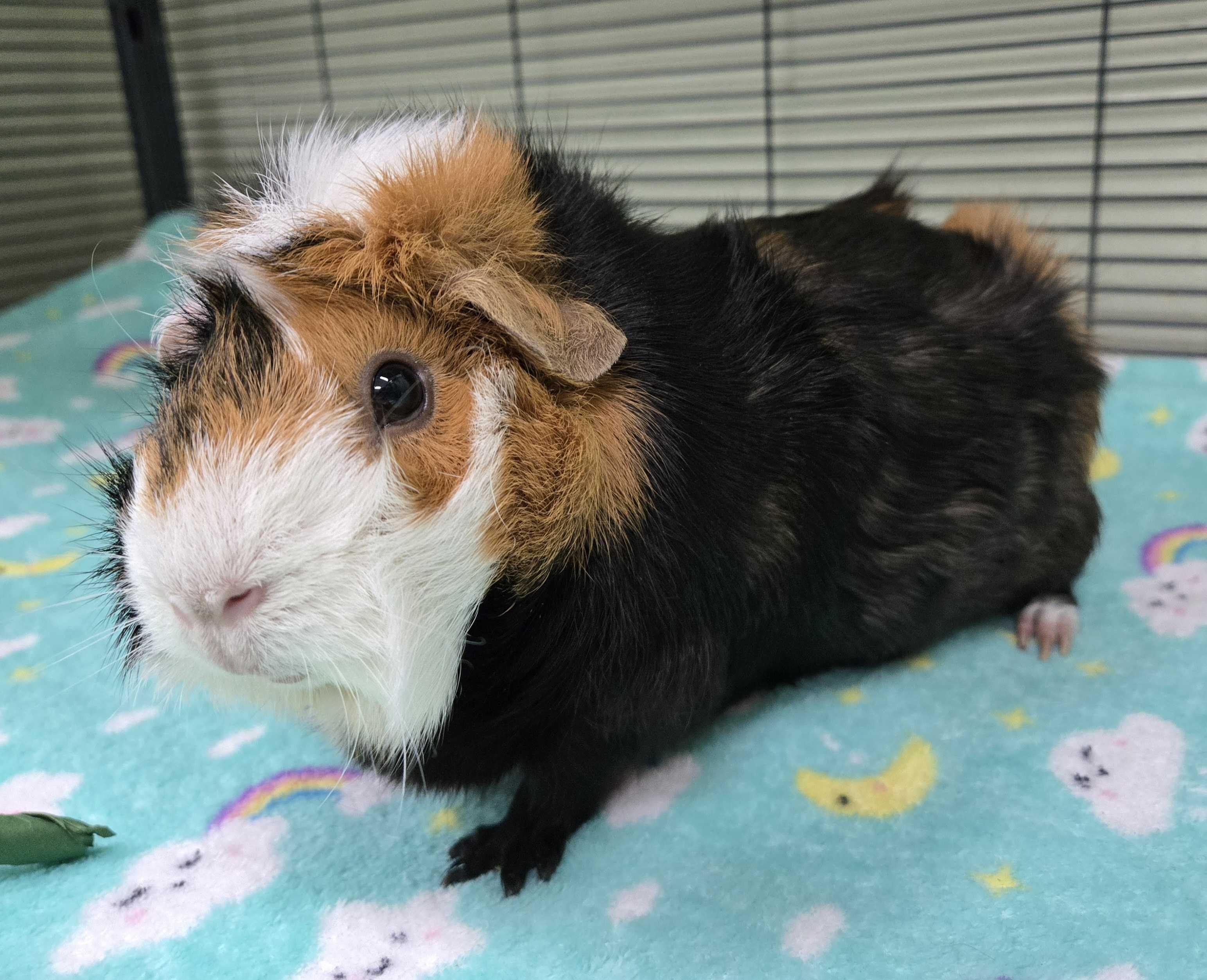Enlarge Amelia, a Adoptable mixed breed in Jefferson, WI image 3/3