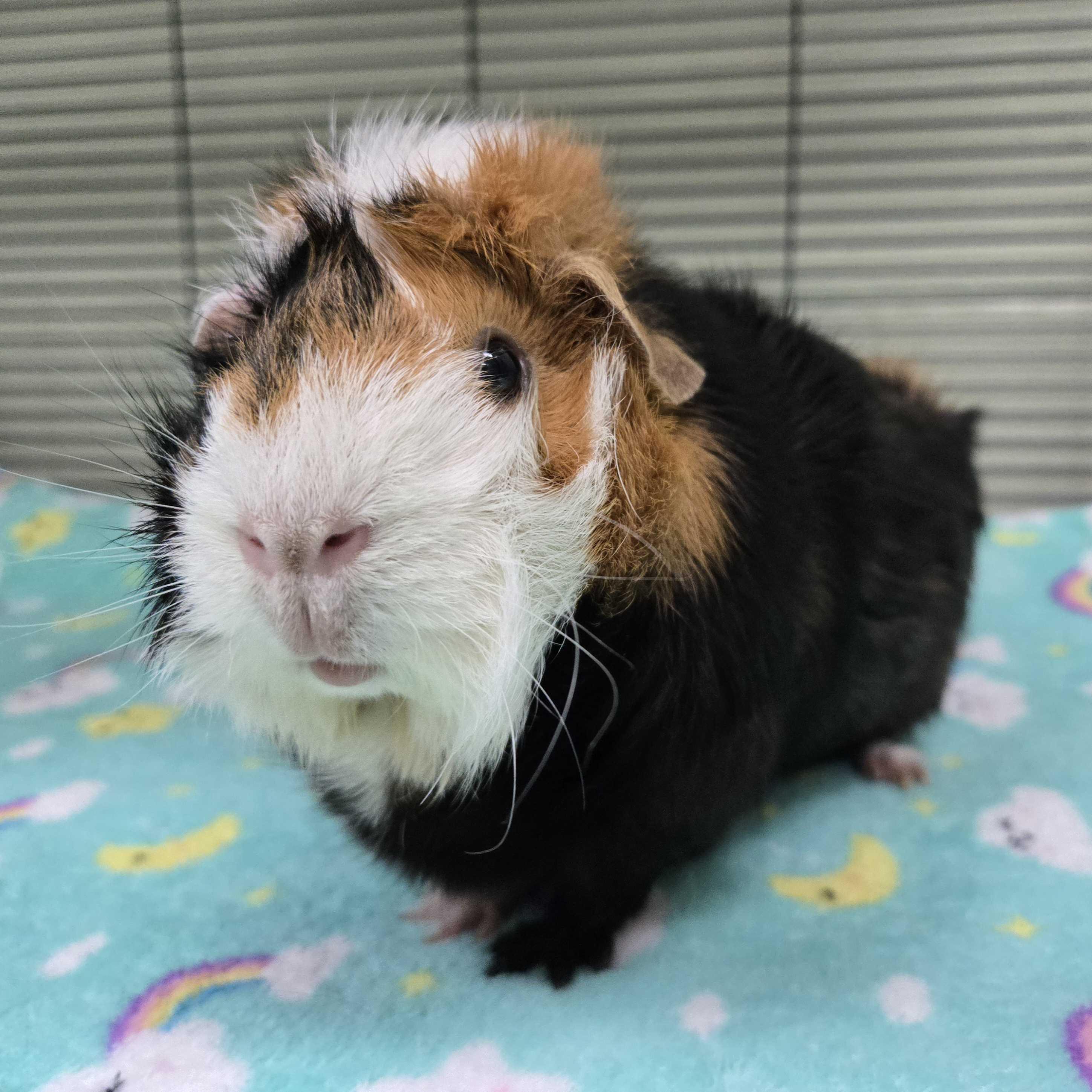Enlarge Amelia, a Adoptable mixed breed in Jefferson, WI image 2/3
