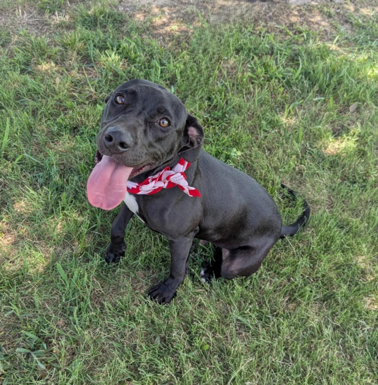 Kenan, Young Male Labrador Retriever