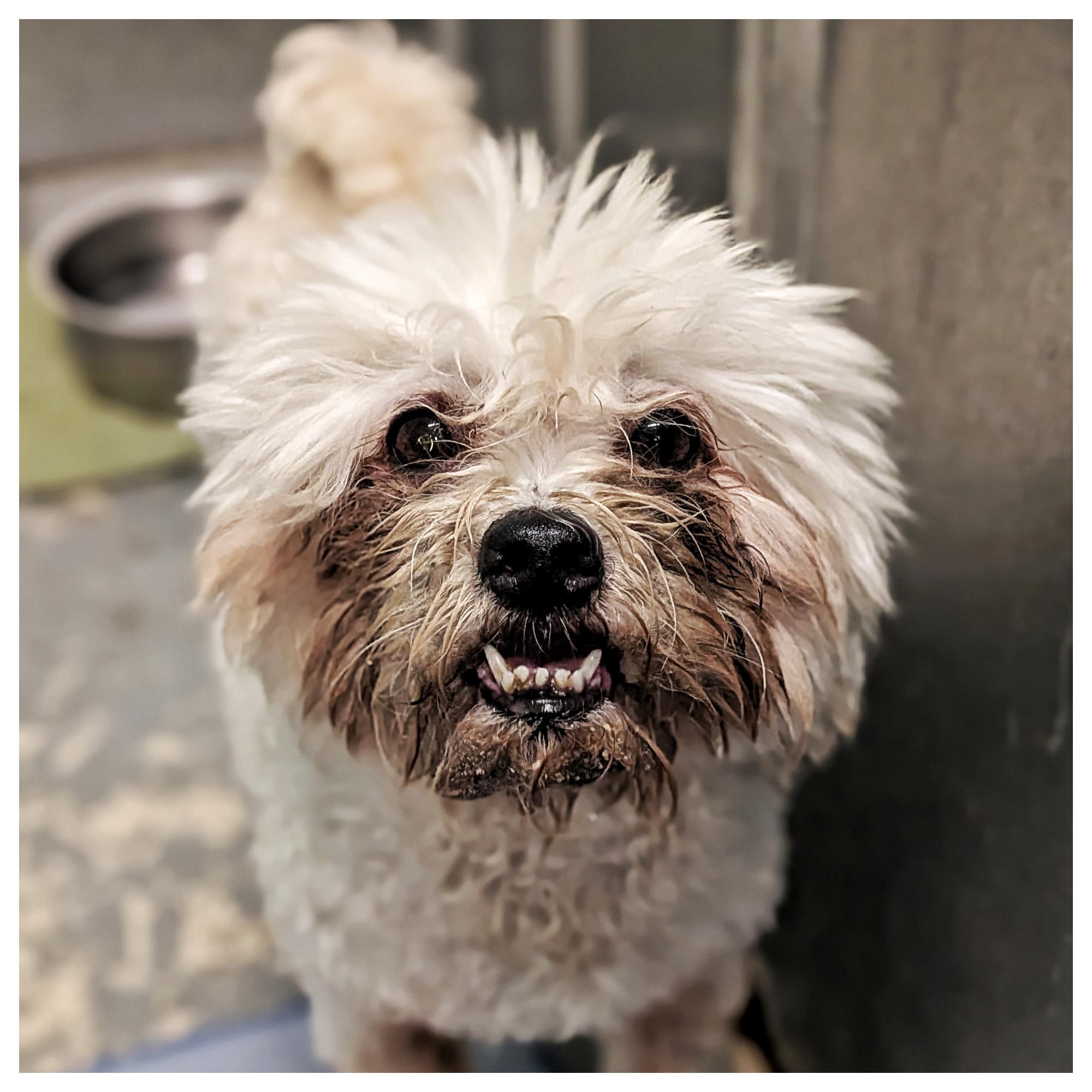 Bentley2, ADOPTABLE, Adult Male Maltese.