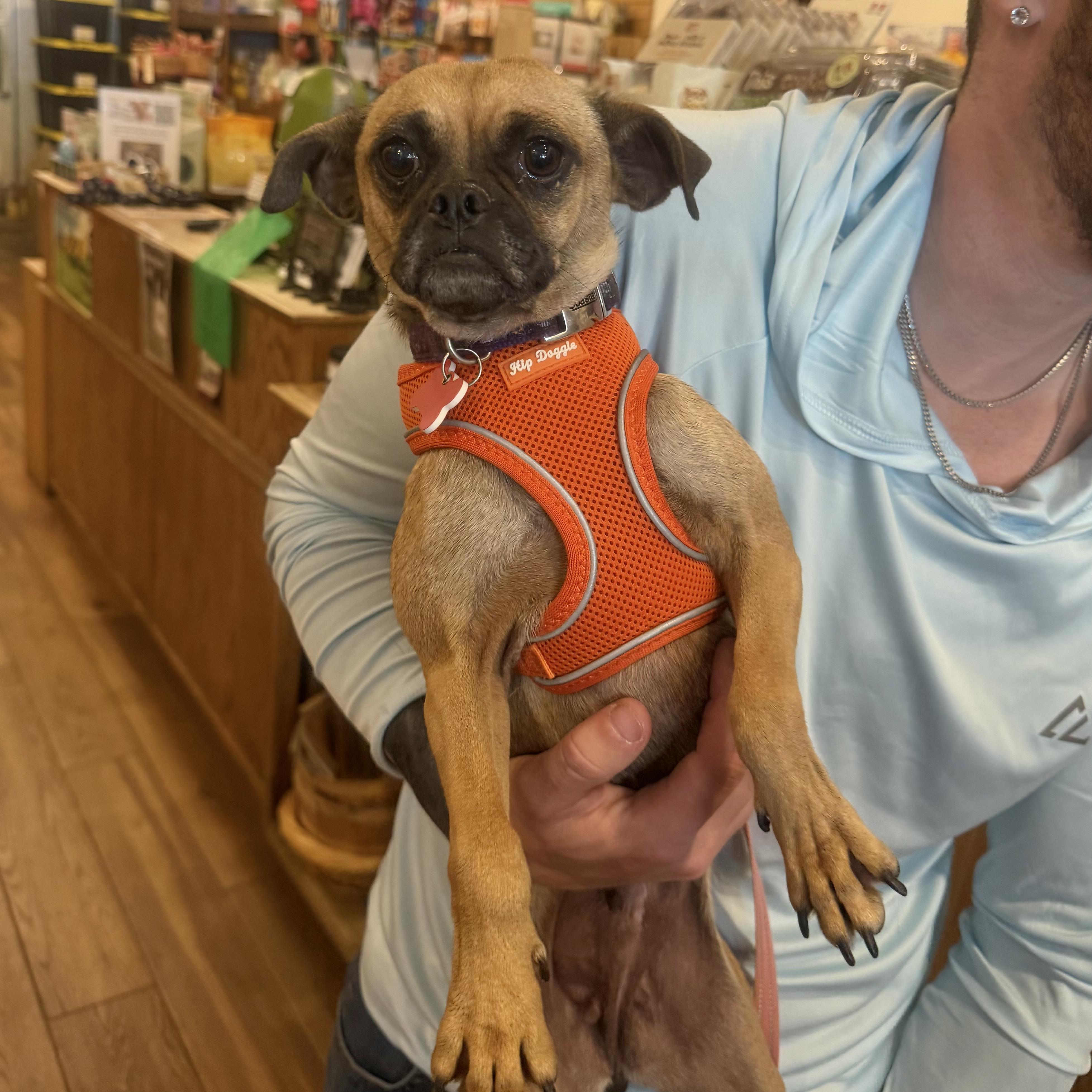 Enlarge Tessa, a ADOPTABLE mixed breed in Boulder, CO image 4/4
