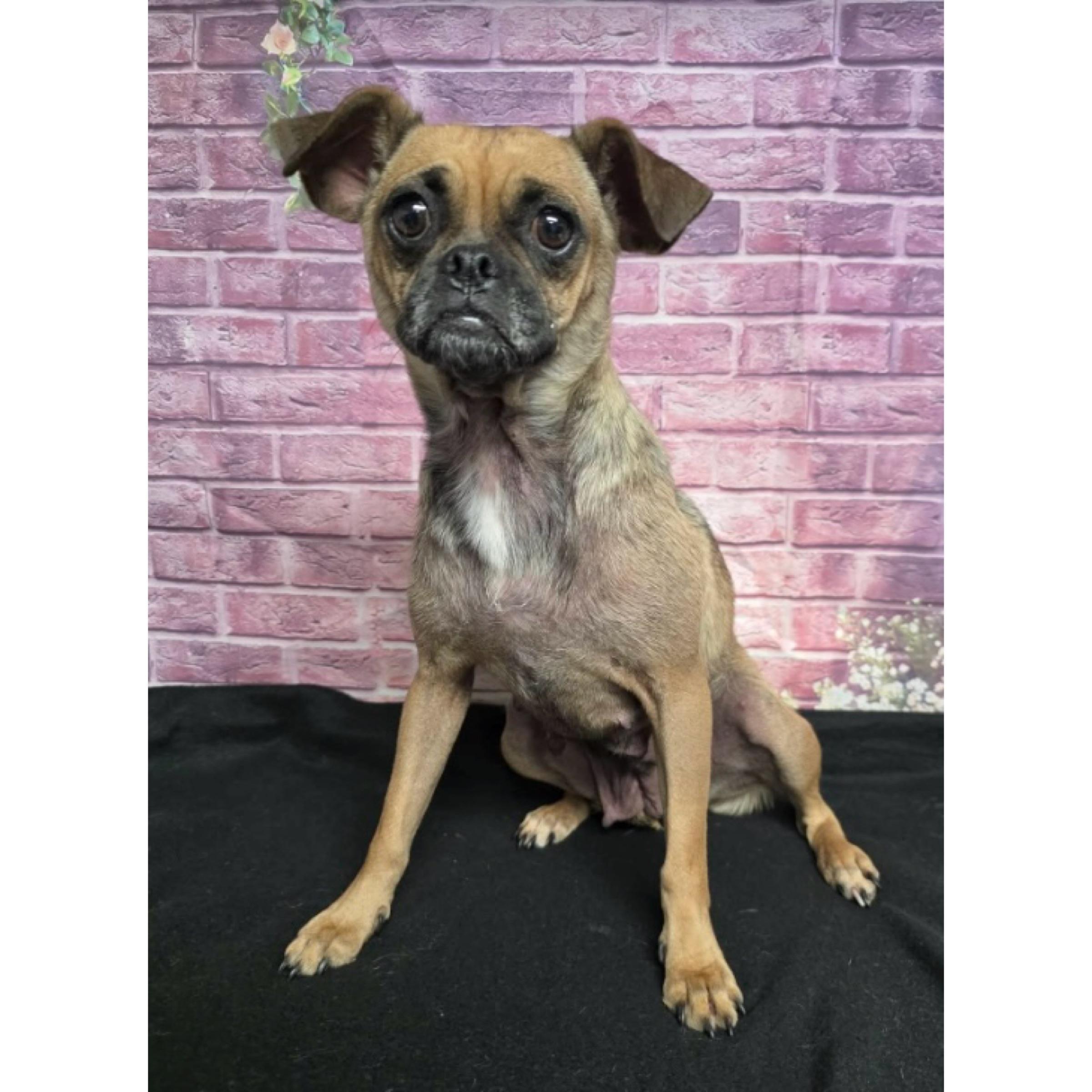 Enlarge Tessa, a ADOPTABLE mixed breed in Boulder, CO image 2/4