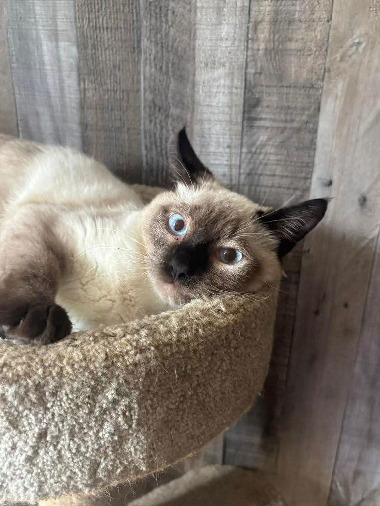 Inferno ( BC), Adoptable, Kitten Male Siamese.