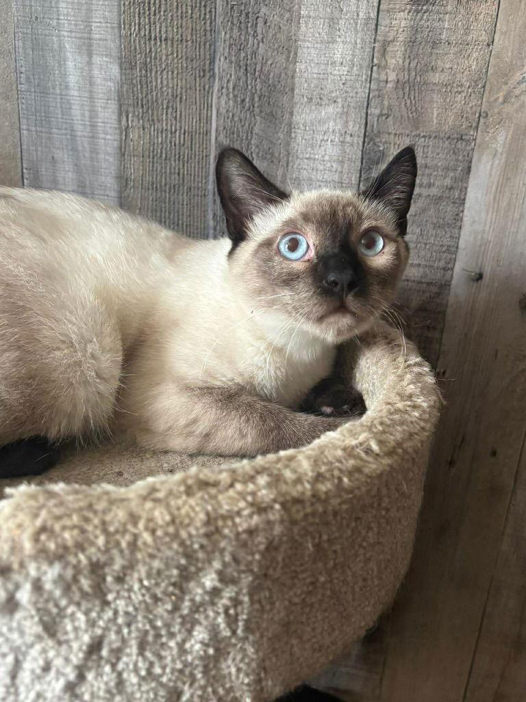 Enlarge Inferno ( BC), a Adoptable Siamese in Vacaville, CA image 2/2