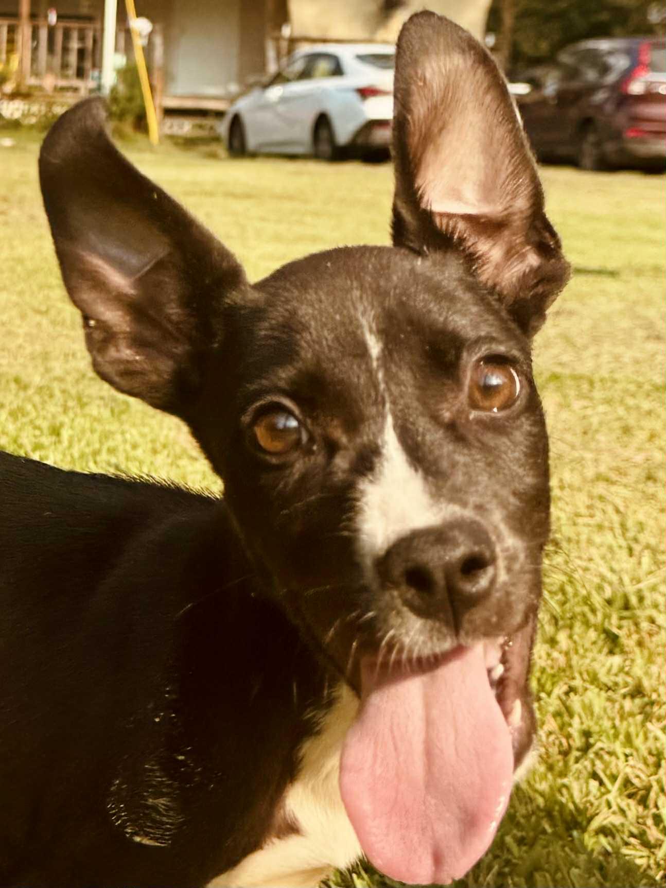 Mickey, Adoptable, Puppy Male Chihuahua & Terrier.