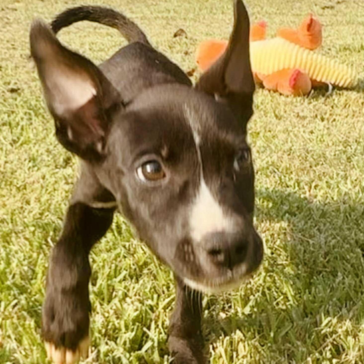 Enlarge Mickey, a Hold mixed breed in Unionville, CT image 2/6