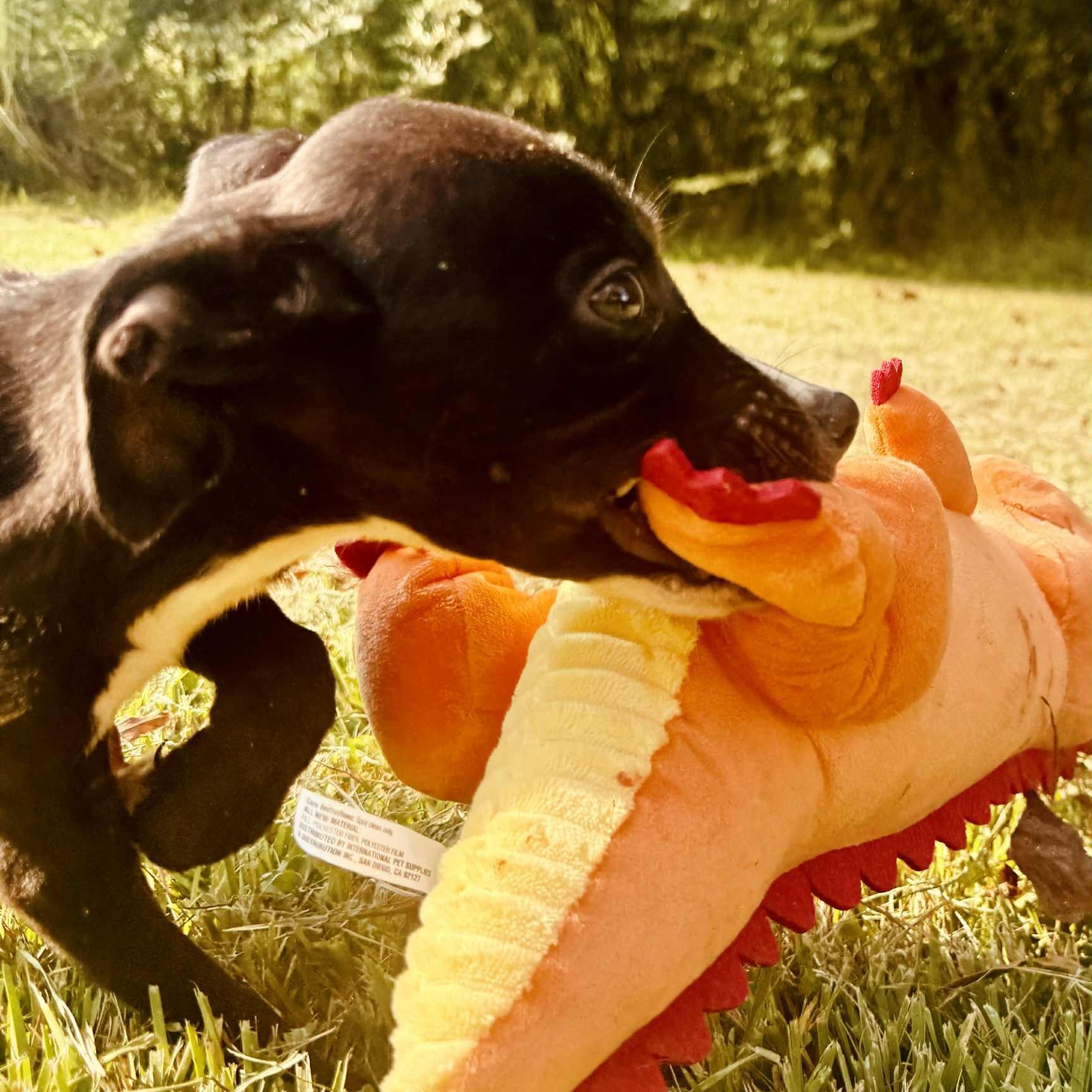 Enlarge Mickey, a Hold mixed breed in Unionville, CT image 3/6