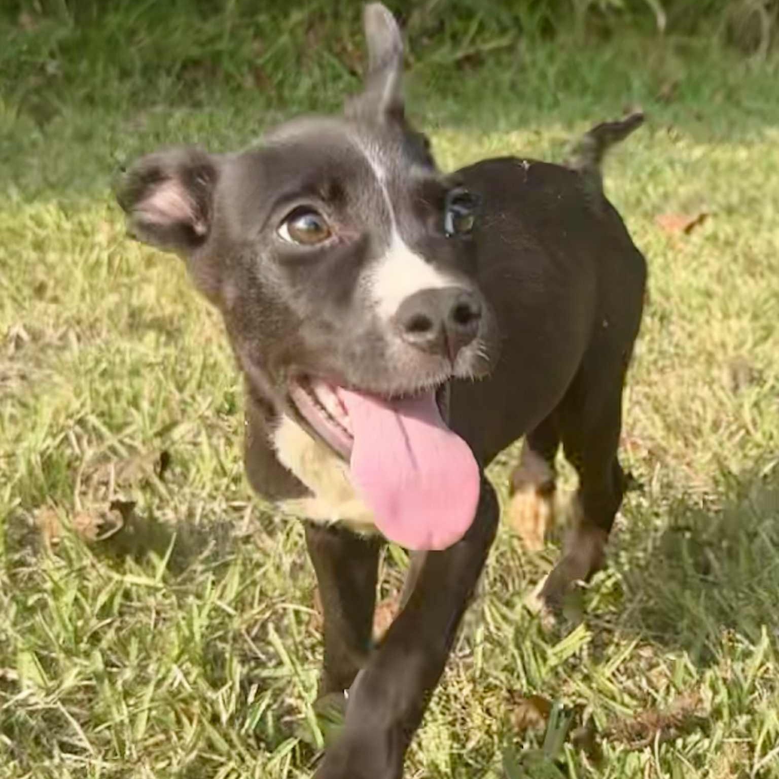 Enlarge Mickey, a Hold mixed breed in Unionville, CT image 5/6