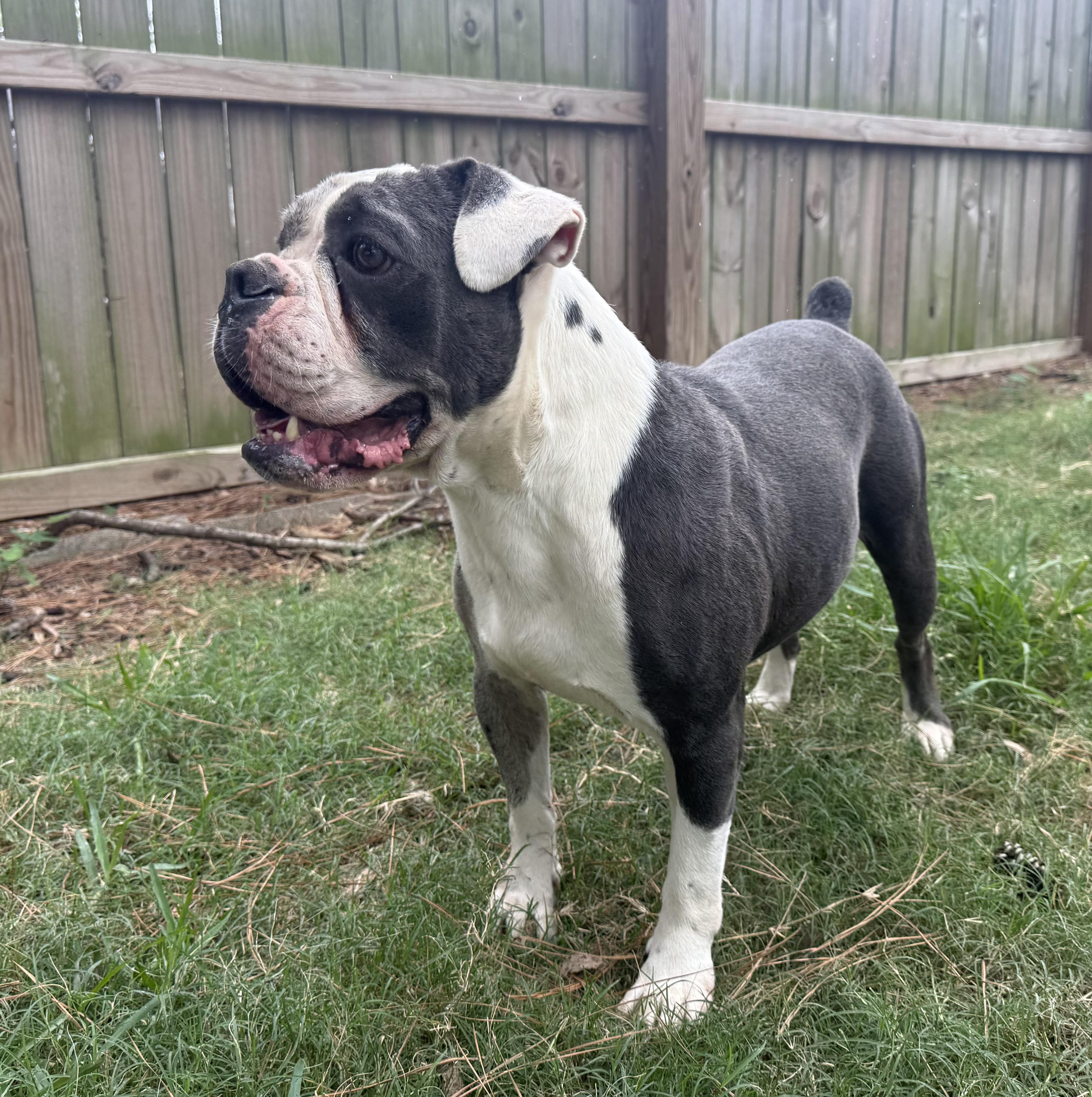 Bella
