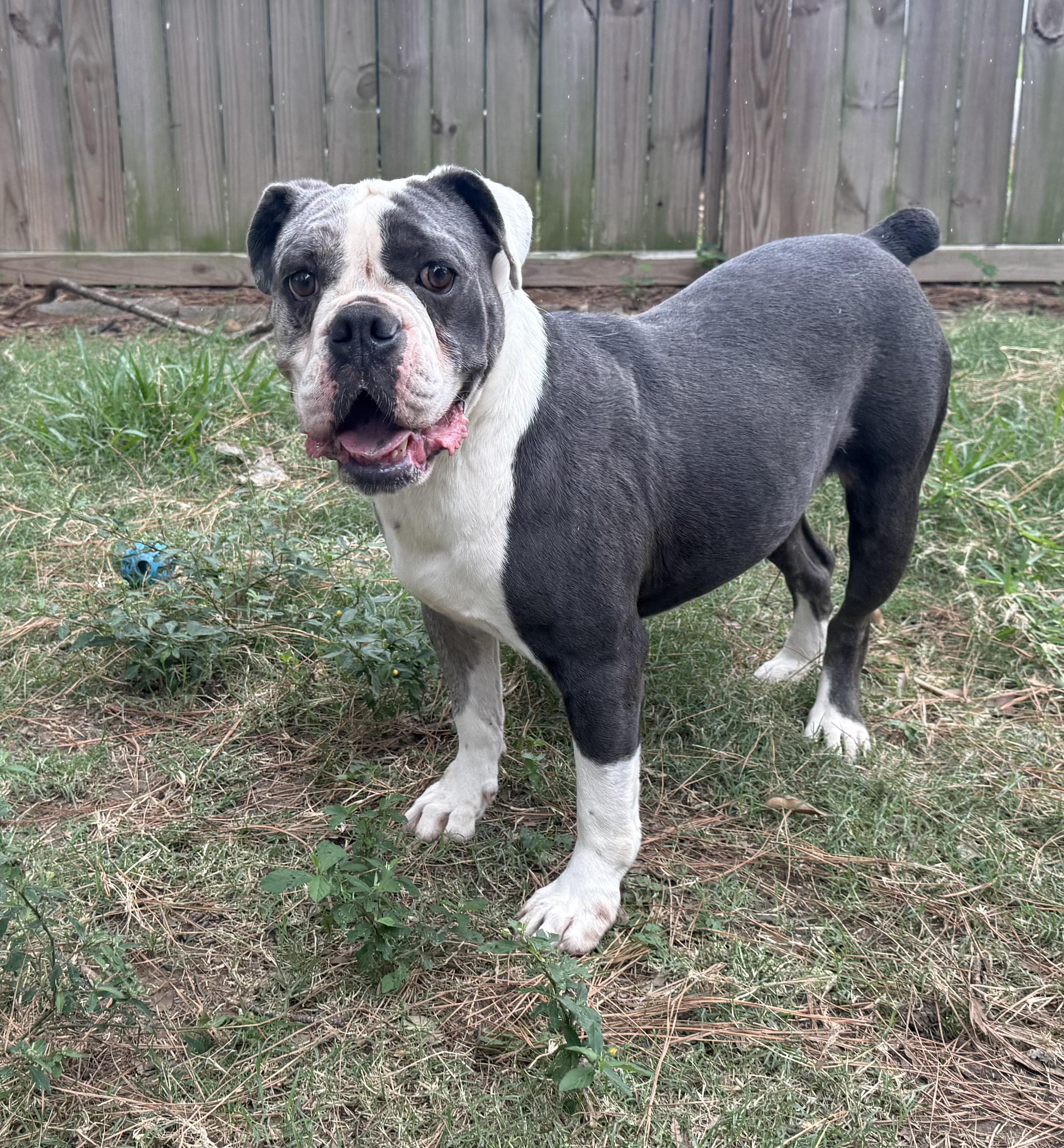Bella