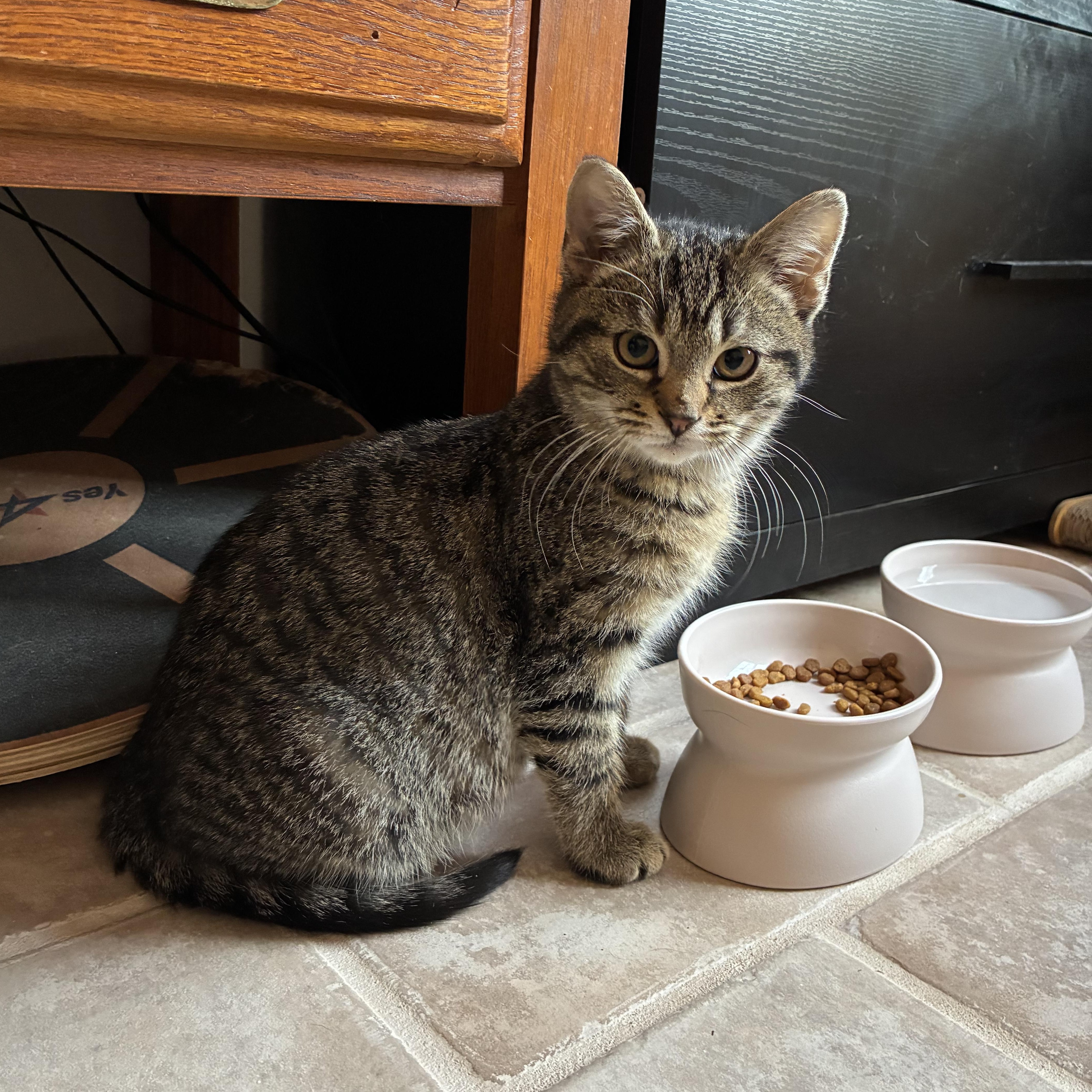Milo, an adopted British Shorthair in Sewell, NJ image 3/3