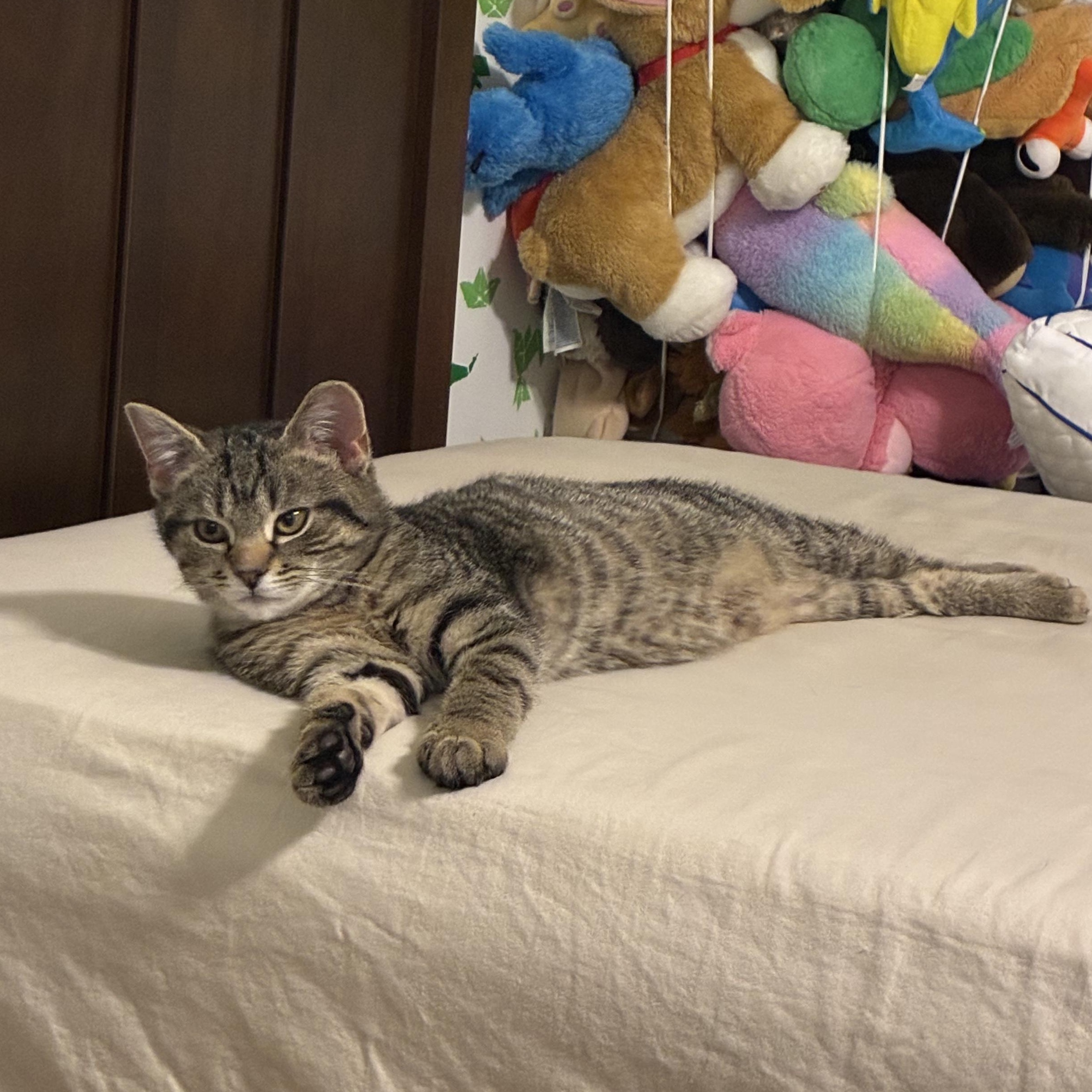 Milo, an adopted British Shorthair in Sewell, NJ image 2/3