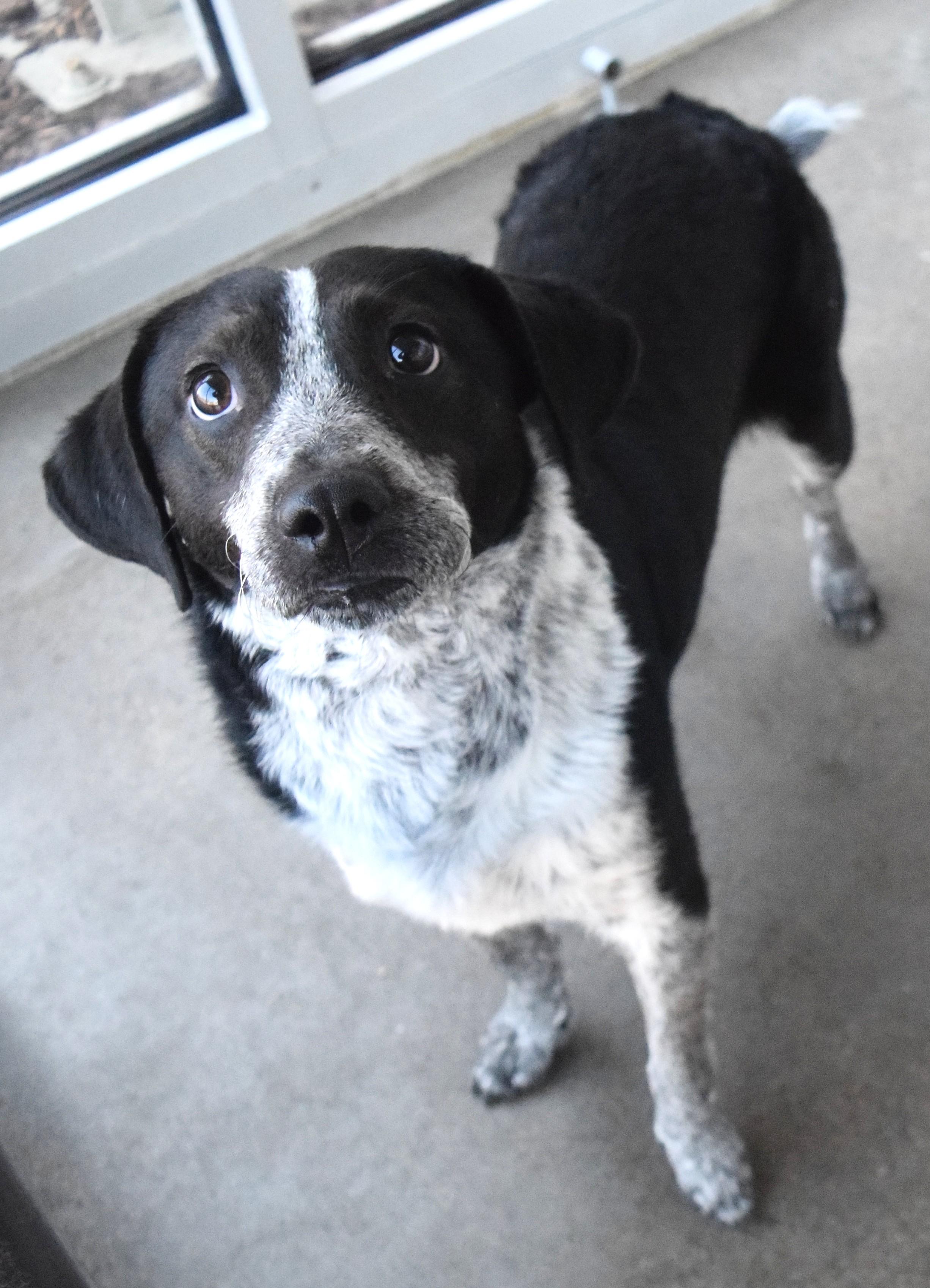 Enlarge #21985, a ADOPTABLE mixed breed in Broken Arrow, OK image 1/1
