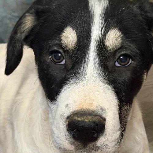 Enlarge Mona, a Adoptable mixed breed in Sanford, NC image 2/5
