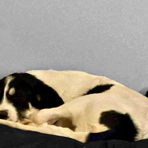 Enlarge Mona, a Adoptable mixed breed in Sanford, NC image 3/5