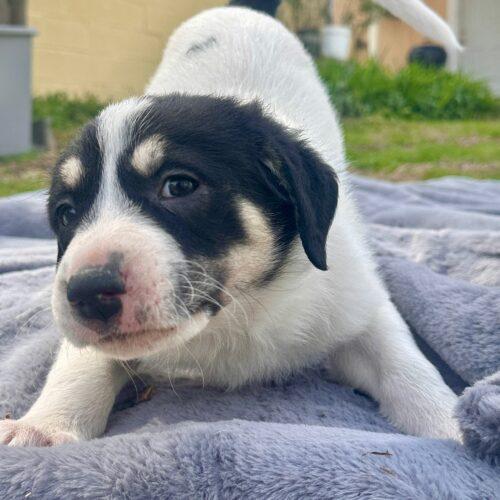 Enlarge Mona, a Adoptable mixed breed in Sanford, NC image 4/5
