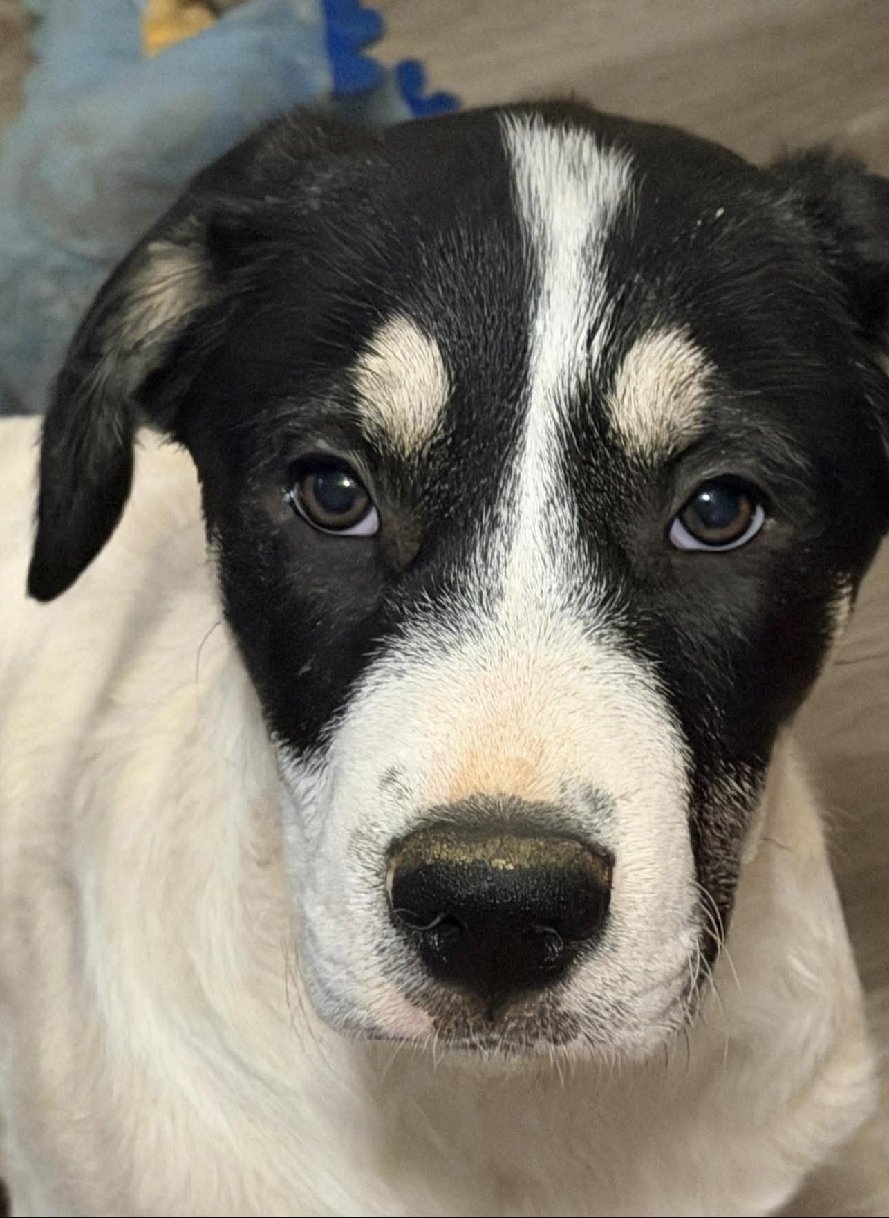 Enlarge Mona, a Adoptable mixed breed in Sanford, NC image 5/5
